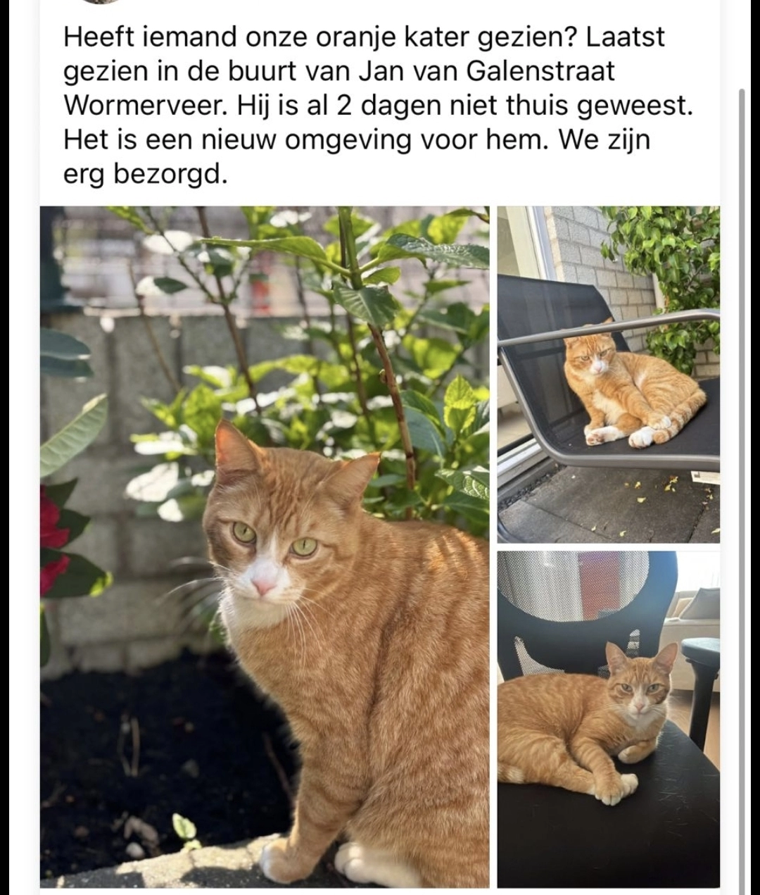 Havuç - Jan van Galenstraat, Wormerveer