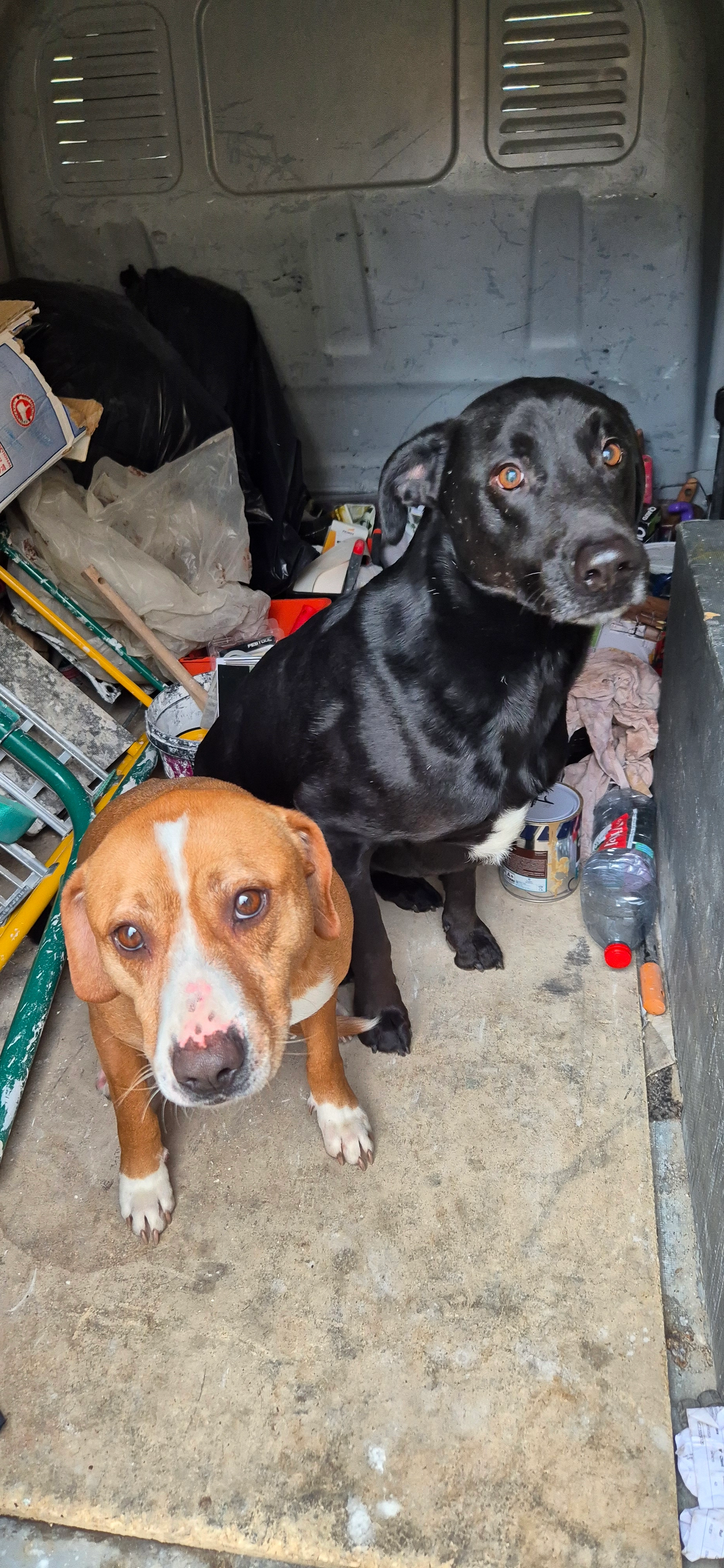 Panja et elliot - 178 Rue du Pallon, Arnaville