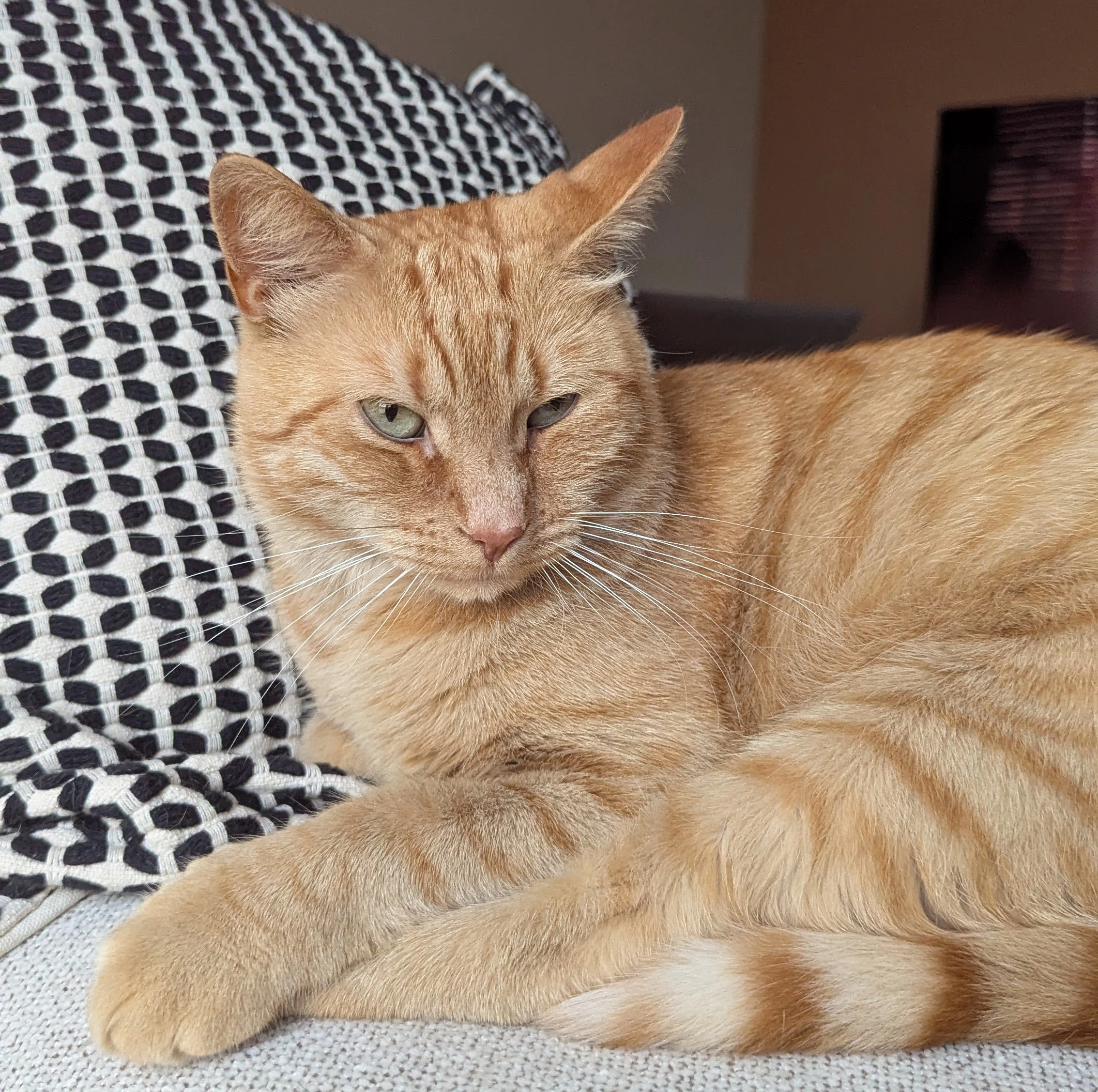 Bollie - Beukenlint, Limmen