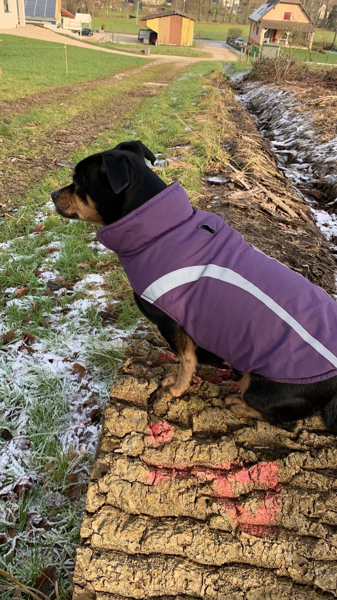 Loulou - Apfhalterstrasse, Muttenz