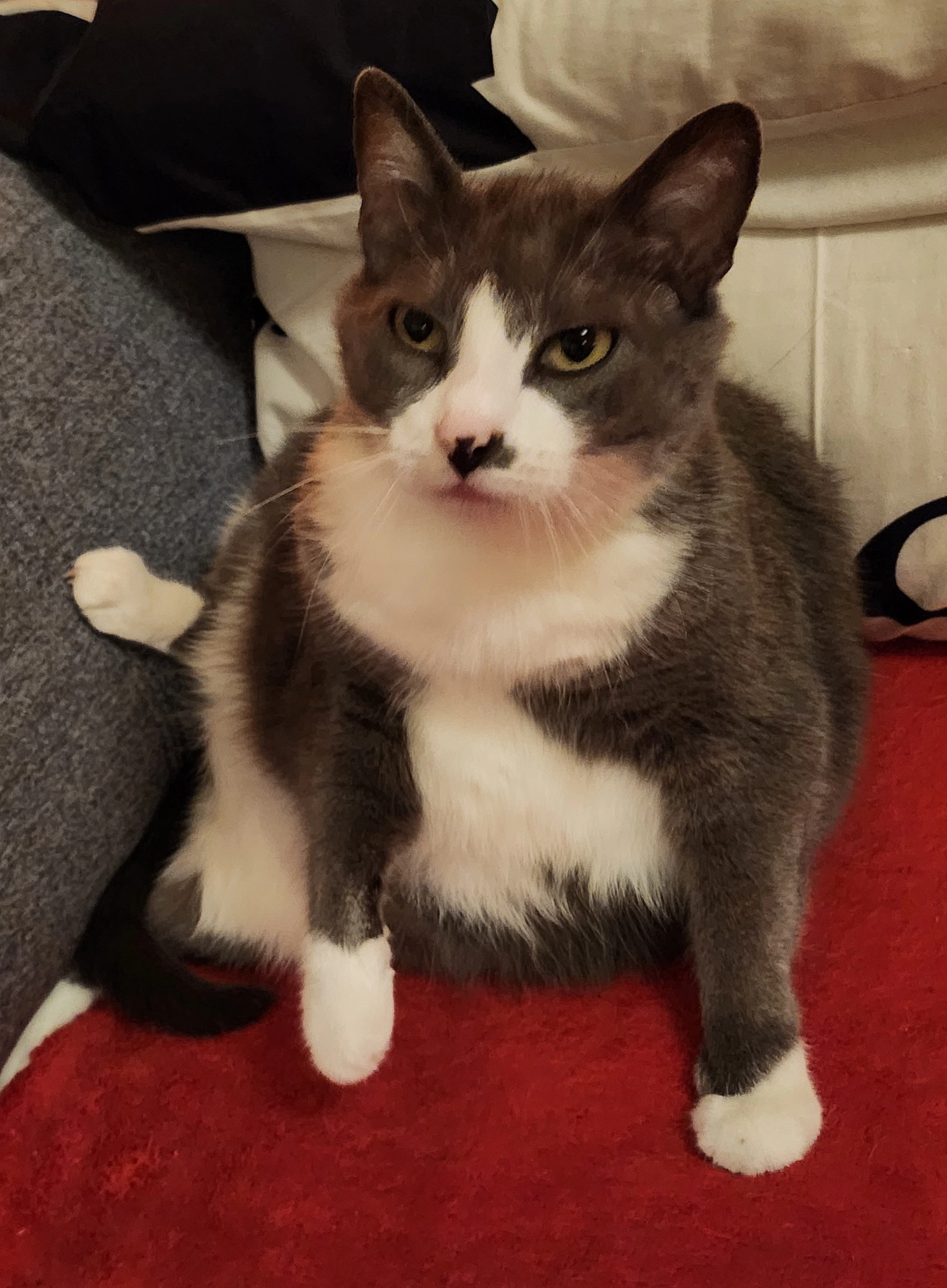 Gnocchi - Route Du Stade, Vimines