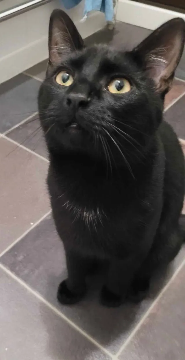 Max - Golden Drive, Milton Keynes