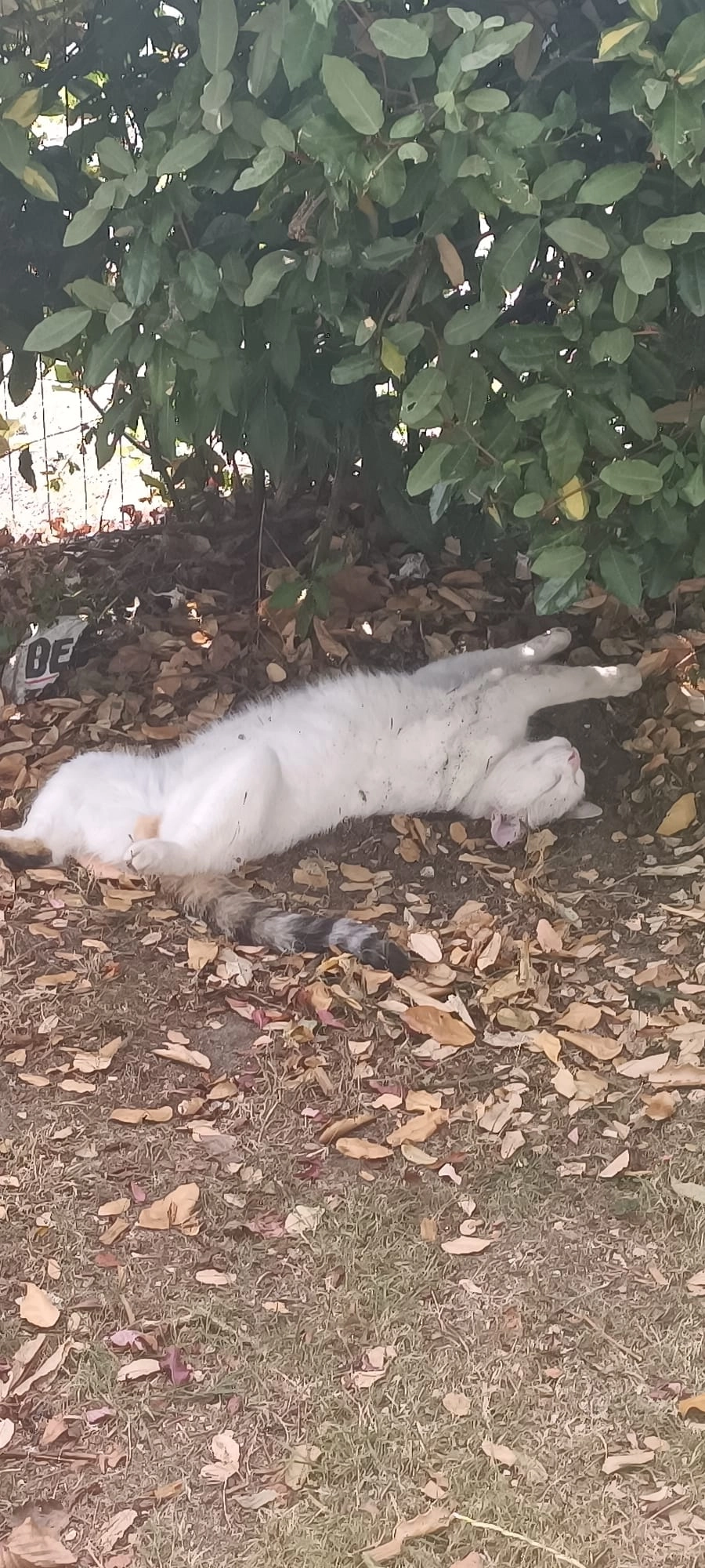 Saphir  - 12 Rue Baptiste Marcet, Vierzon