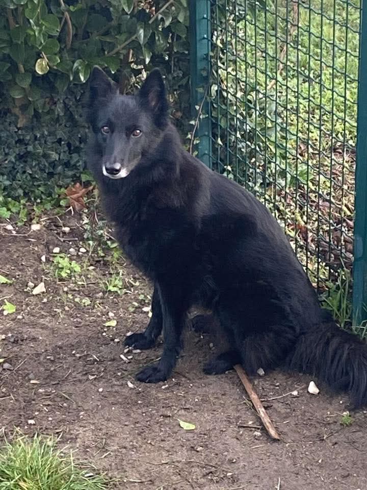 Nala - Rue Terra, La Chevrolière