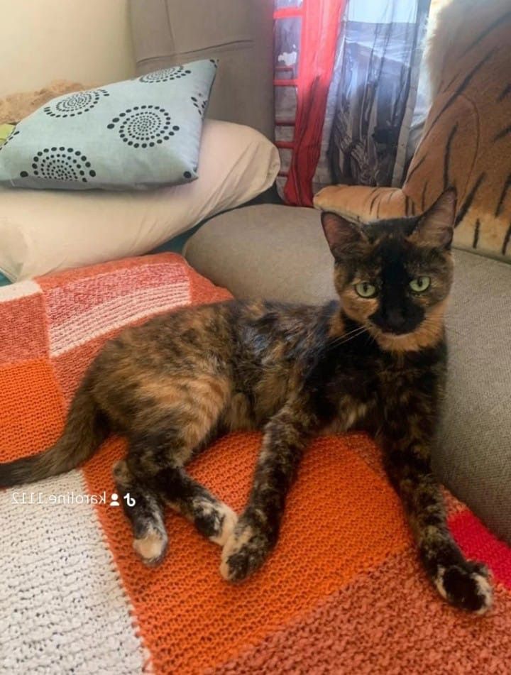 Kitty - Kerensstraße, Sankt Pölten