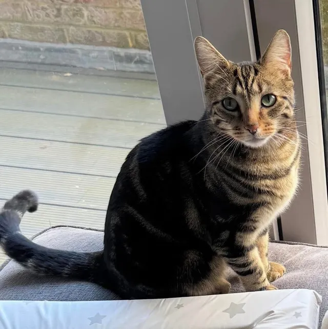 Simba - Russell Hill, Purley