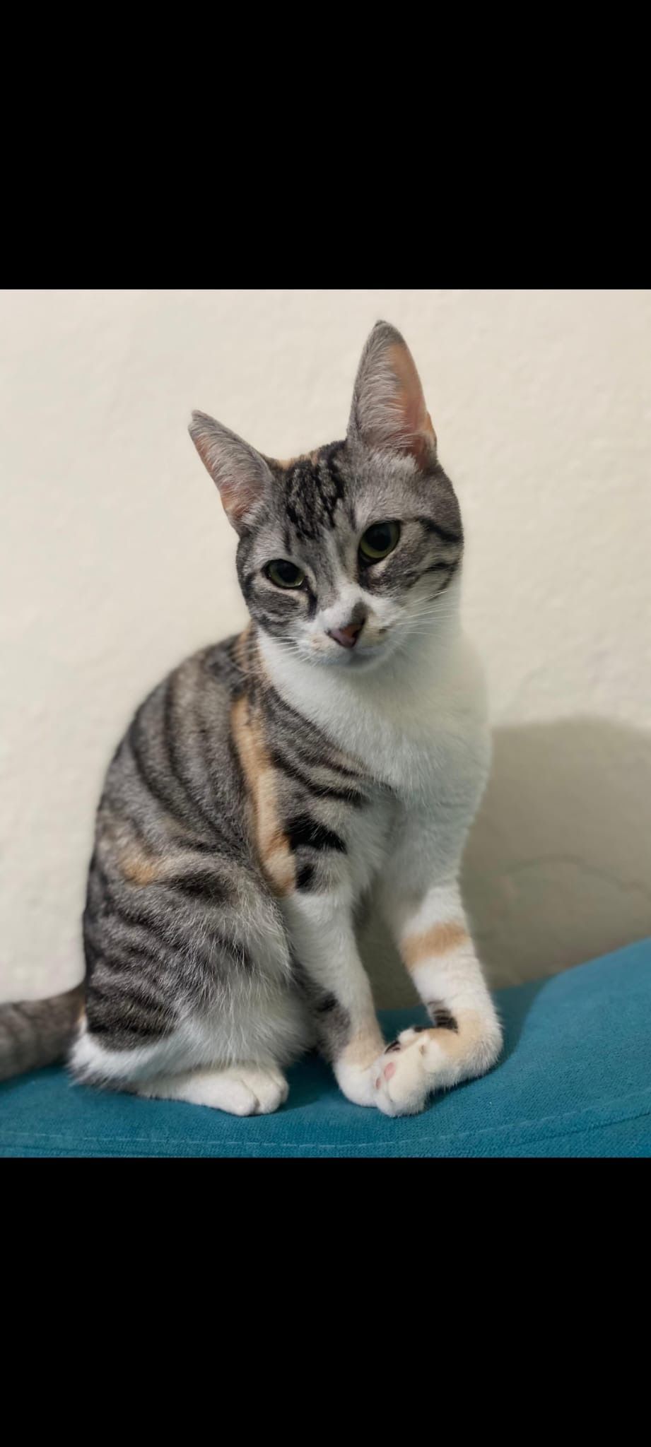 Yamuk - August-Schneider-Straße, Gaggenau