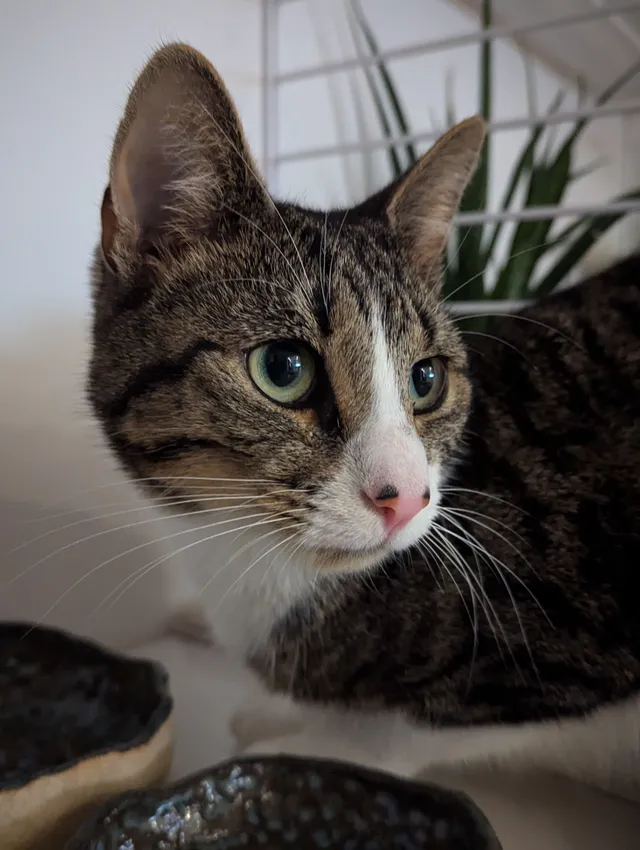 Jasper - Elm Grove, Brighton