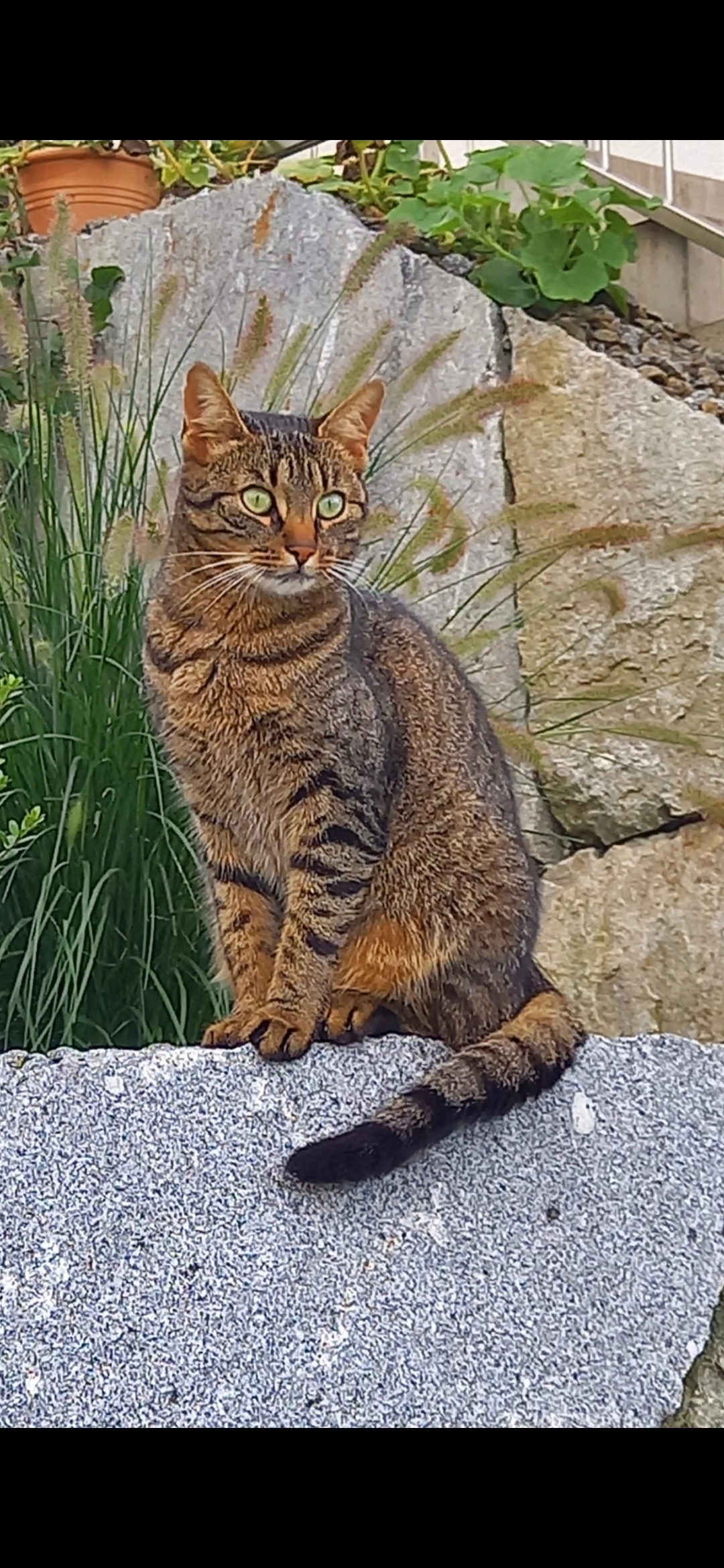 Elli - Sterngasse 21, Engerwitzdorf