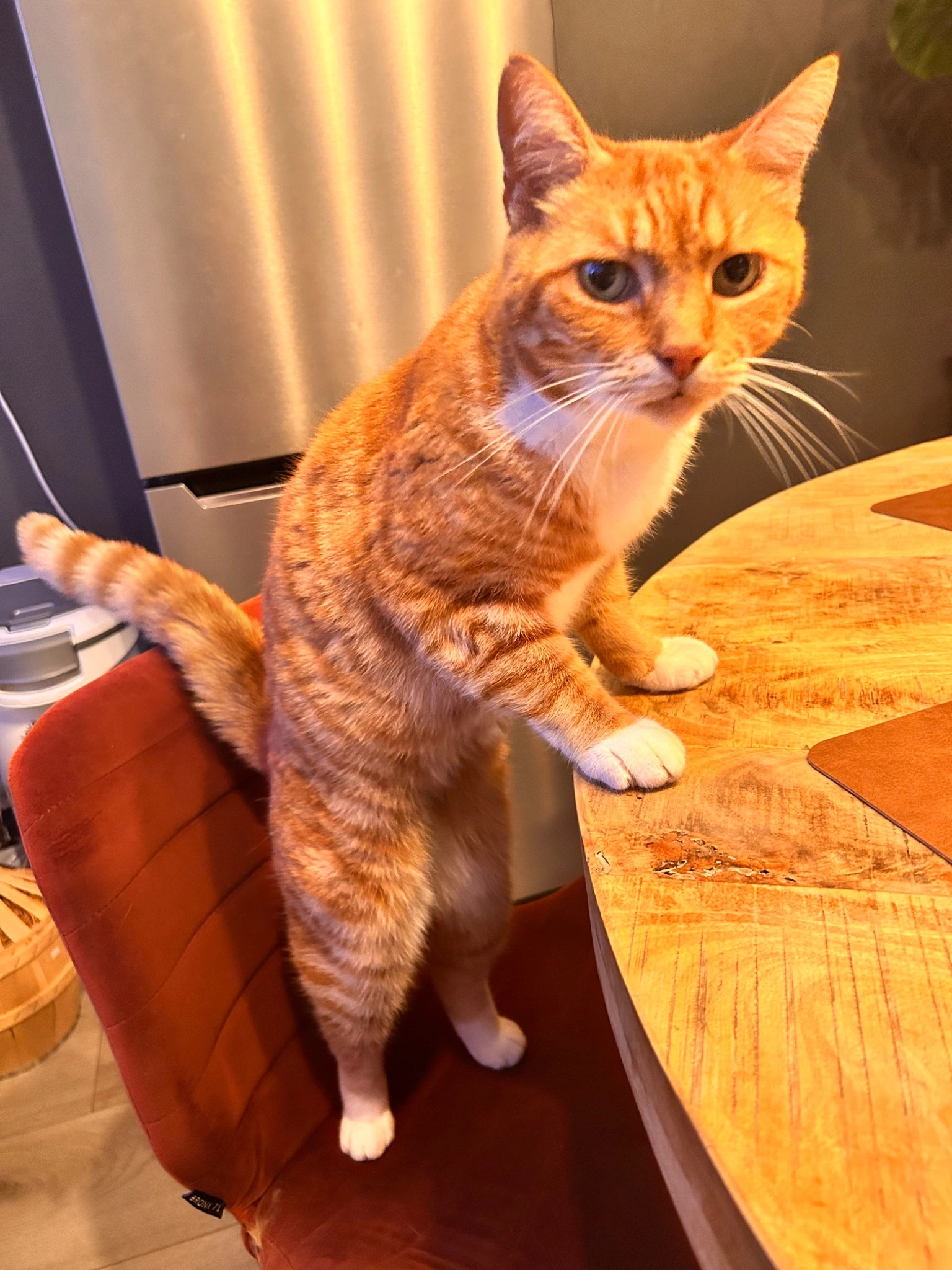 Witek - Biljoen, Almelo