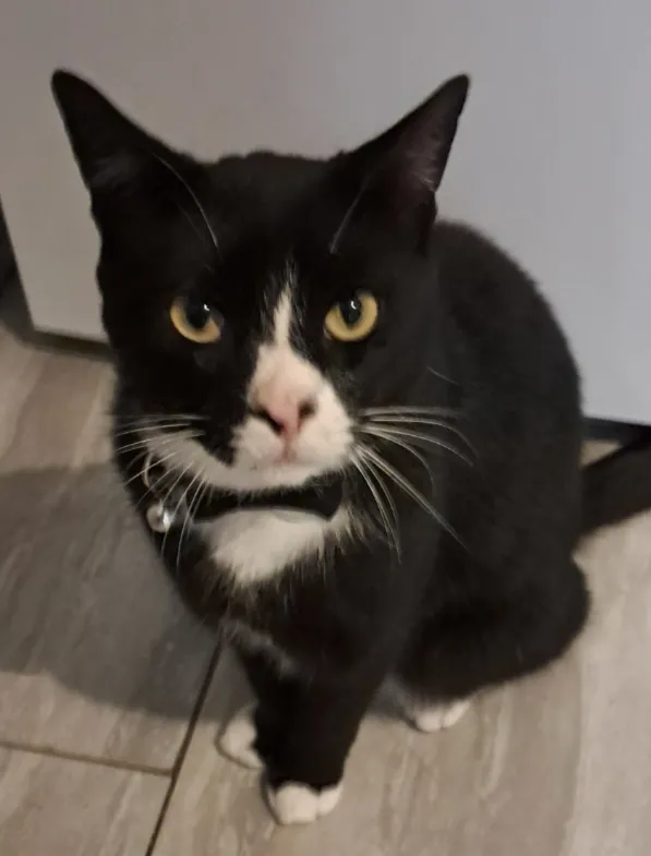 Oreo  - Regency Walk, Croydon