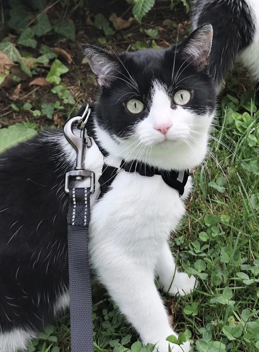 Momo - Am Grüneberg, Trier