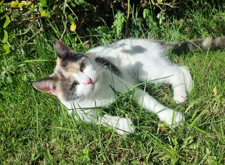 Nala - Lotissement des Peupliers, Labesserette