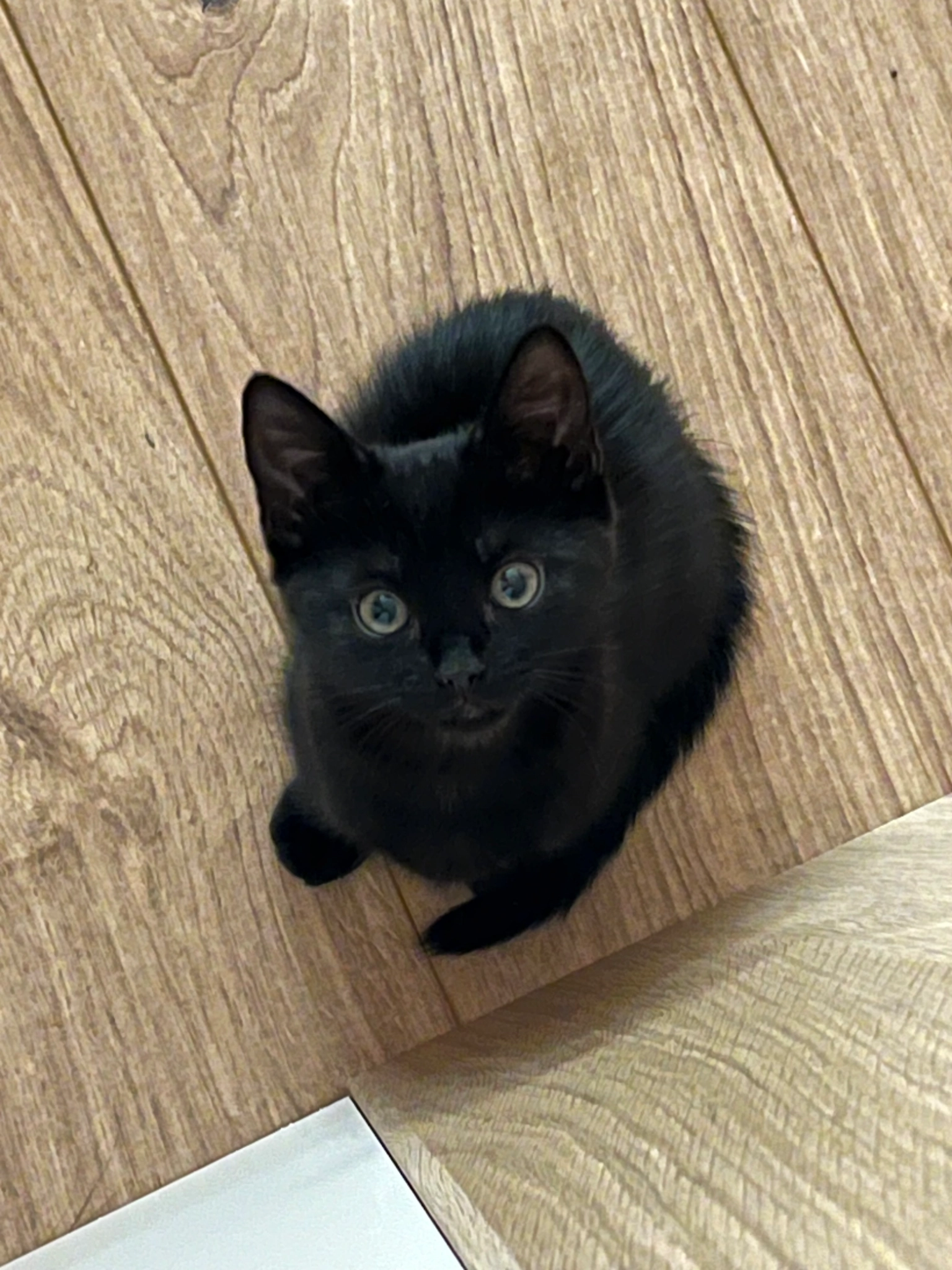 Jiji - M1, Northampton