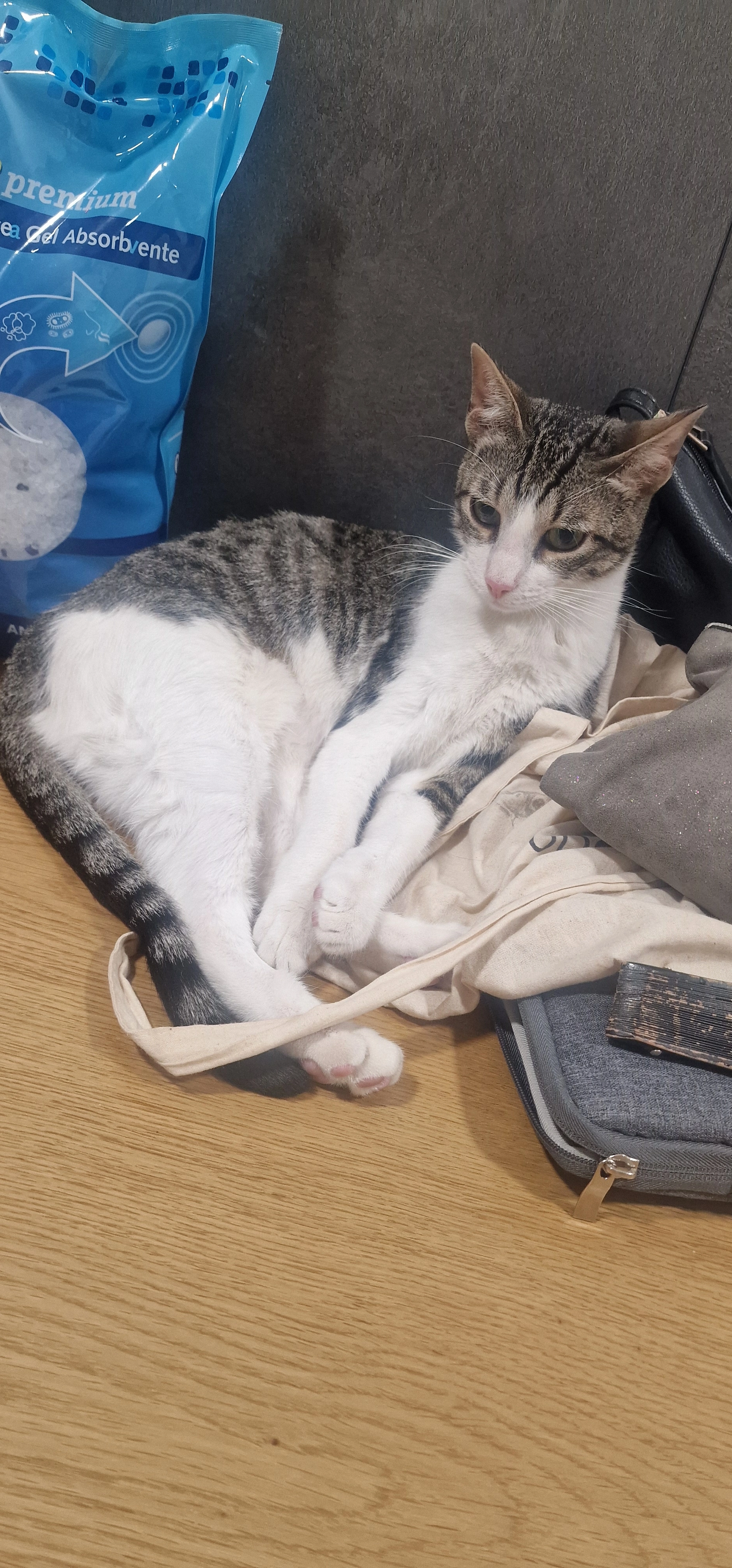 Merli - Carrer de Sant Josep 36, Lliçà de Vall