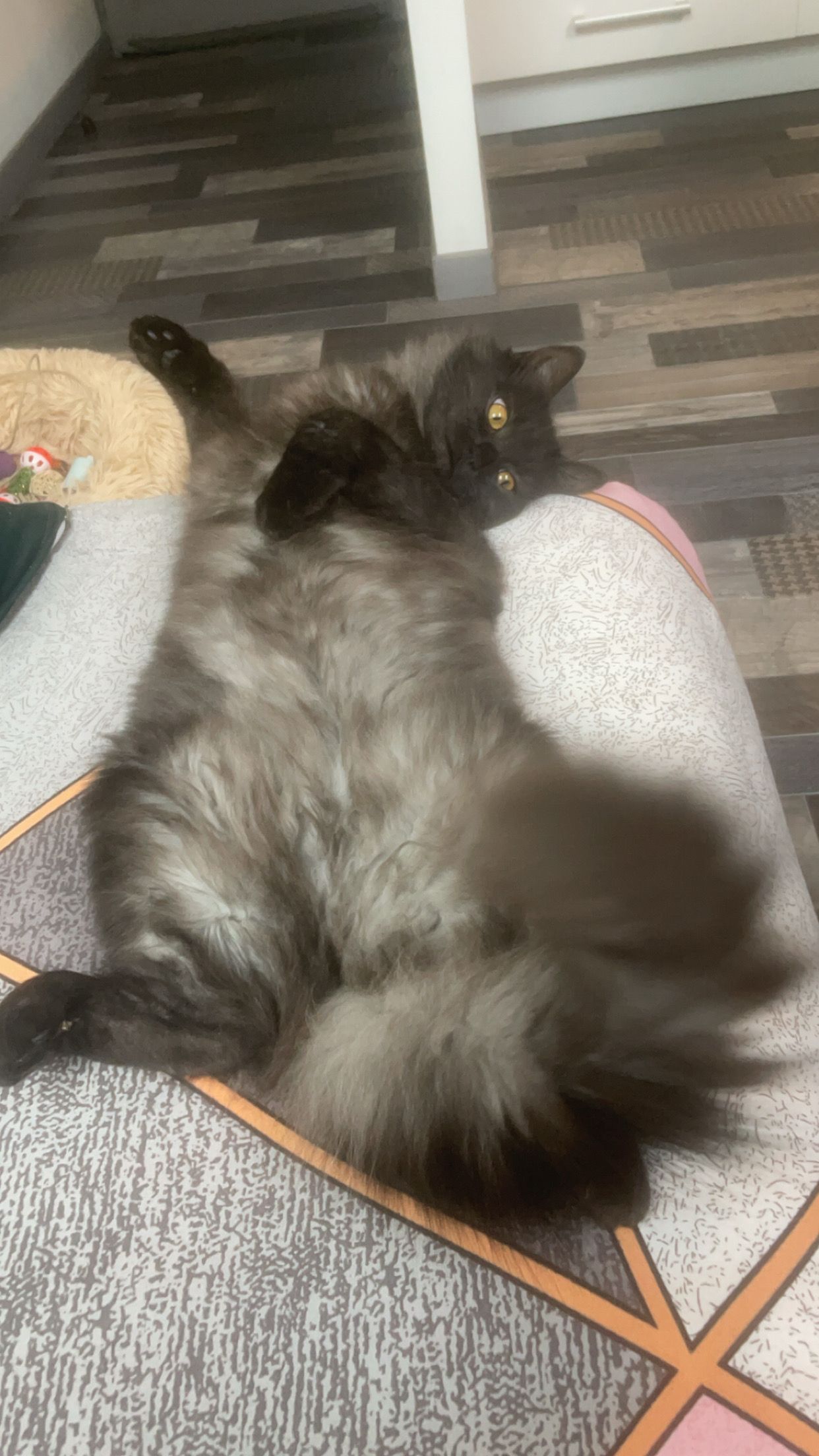 Vera  - 26 Boulevard Paul Cambon, Dunkerque