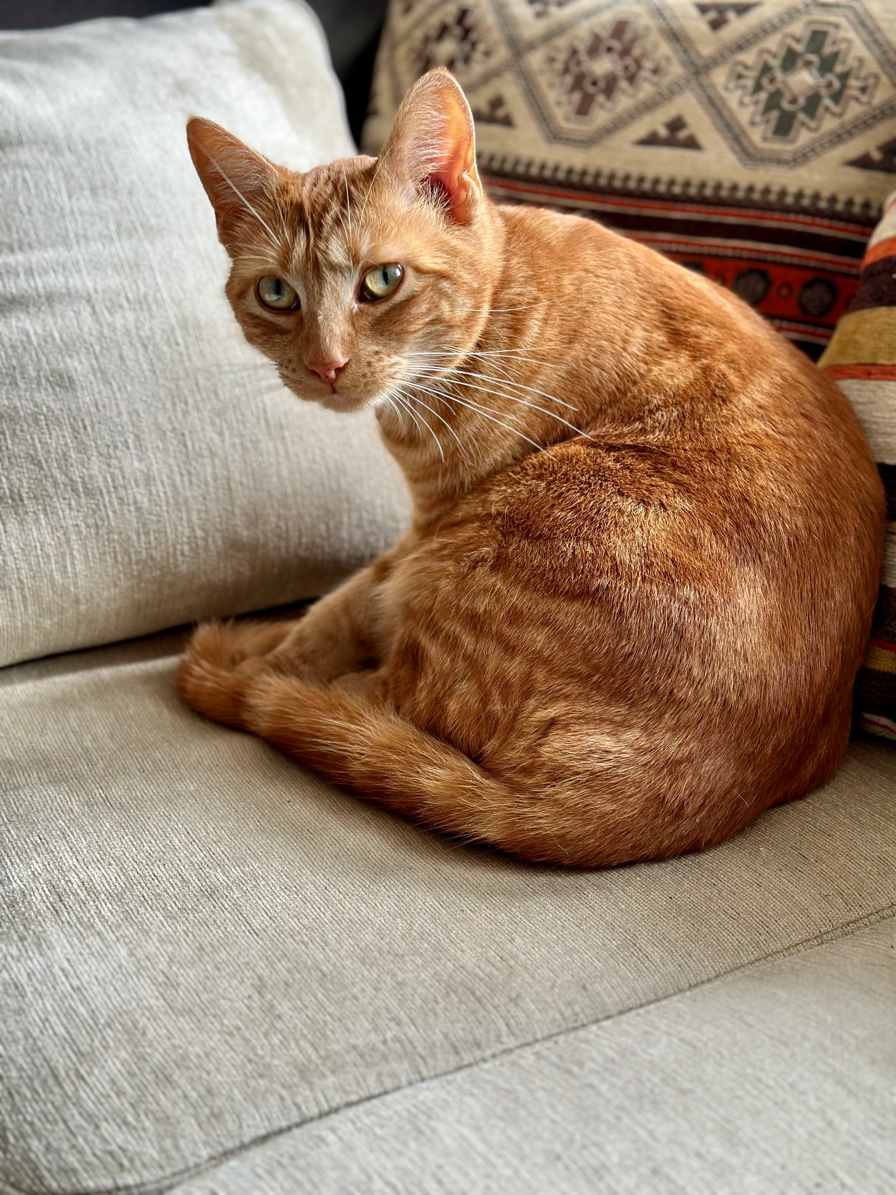 Izzy - 18B Rue des Pichaux, Foulain