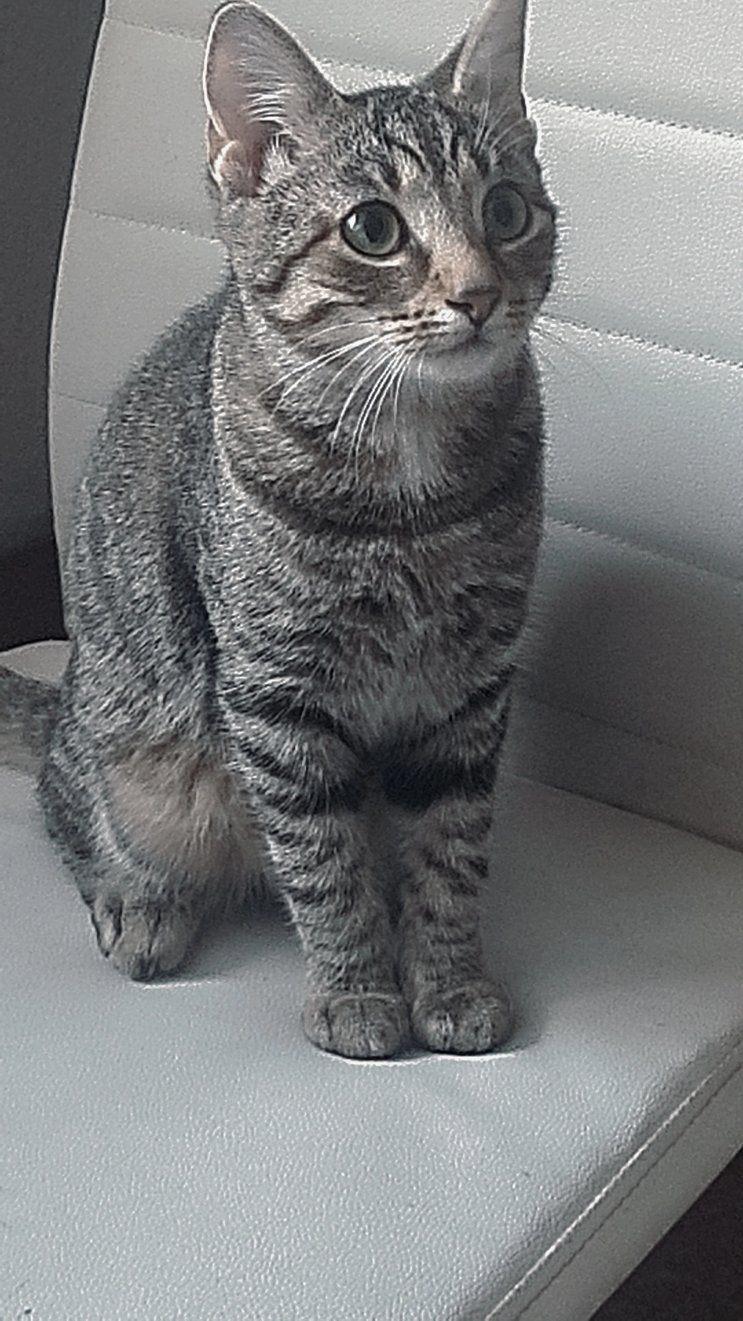 Myra - Tecklenburger Straße, Lengerich