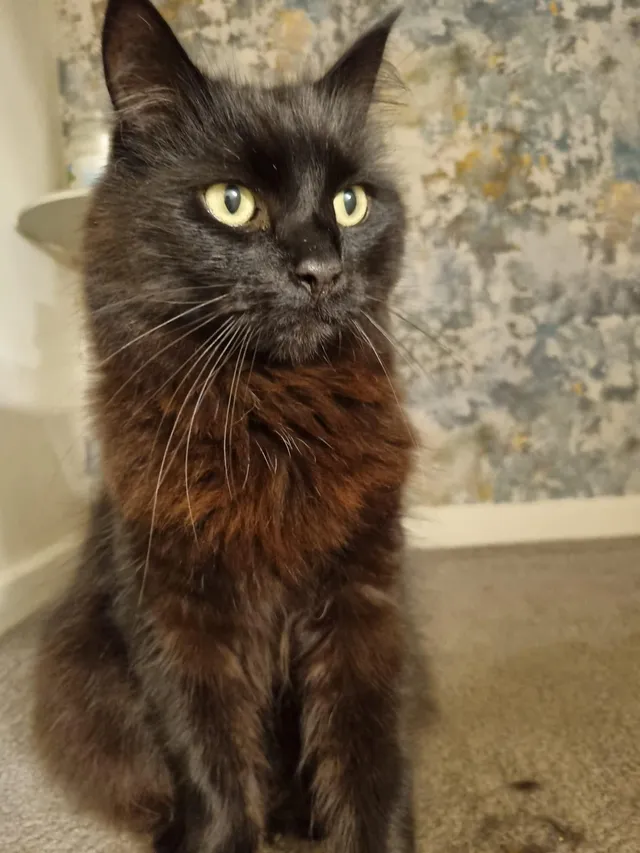 Leo - Deer Park Way, Sheffield