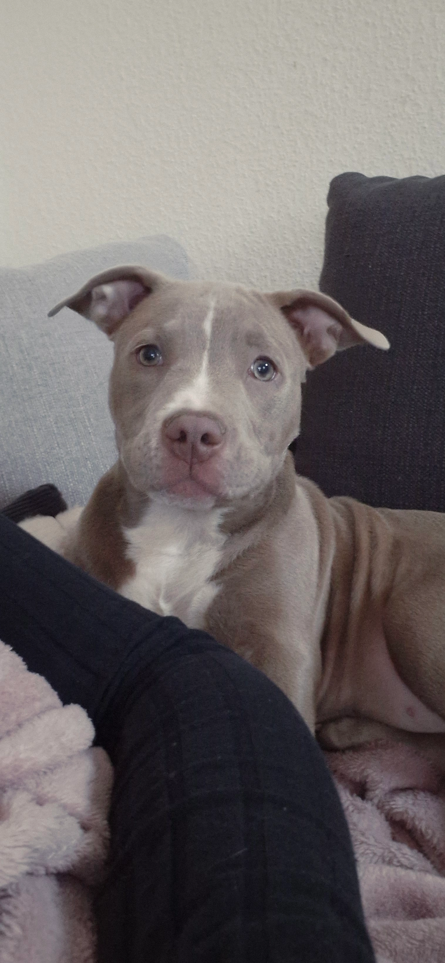 Nala - Rue Hector Delanois, Mons