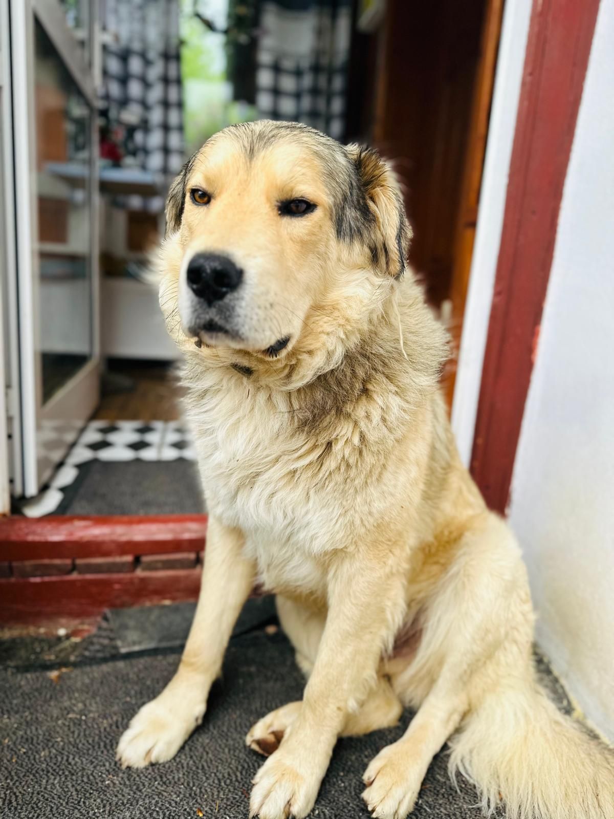 Berni - Strada Zamora, Sinaia