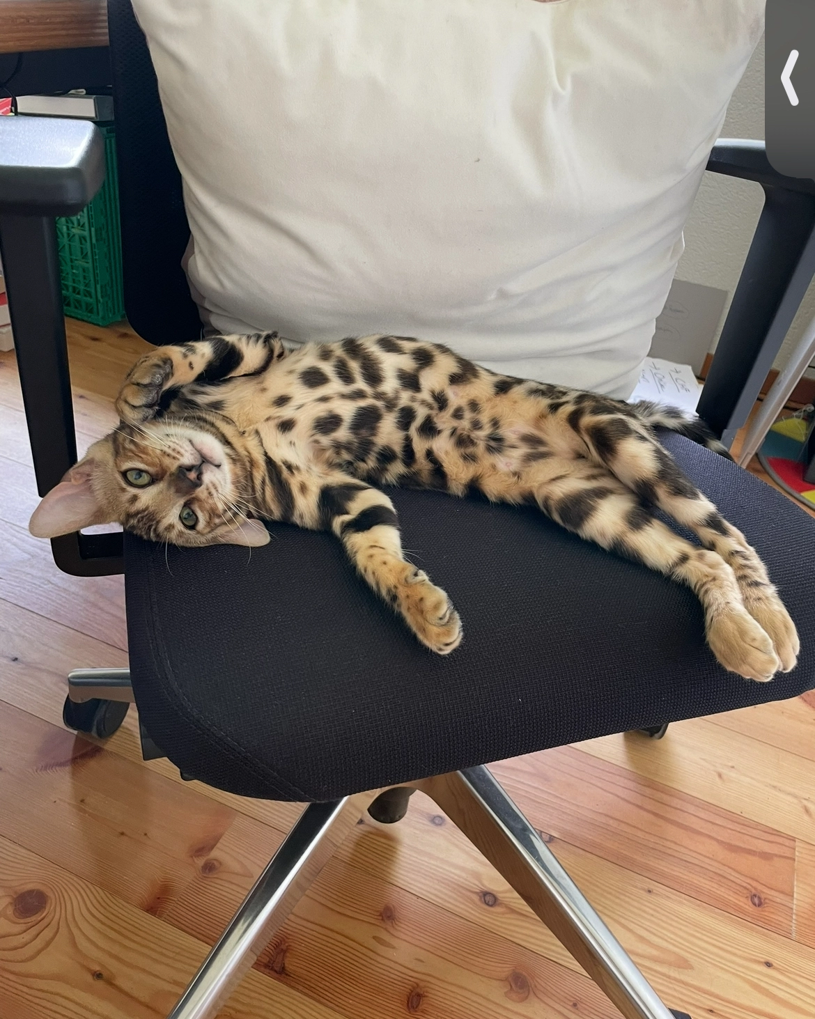 Snowly - Haldenweg 52, Muri bei Bern