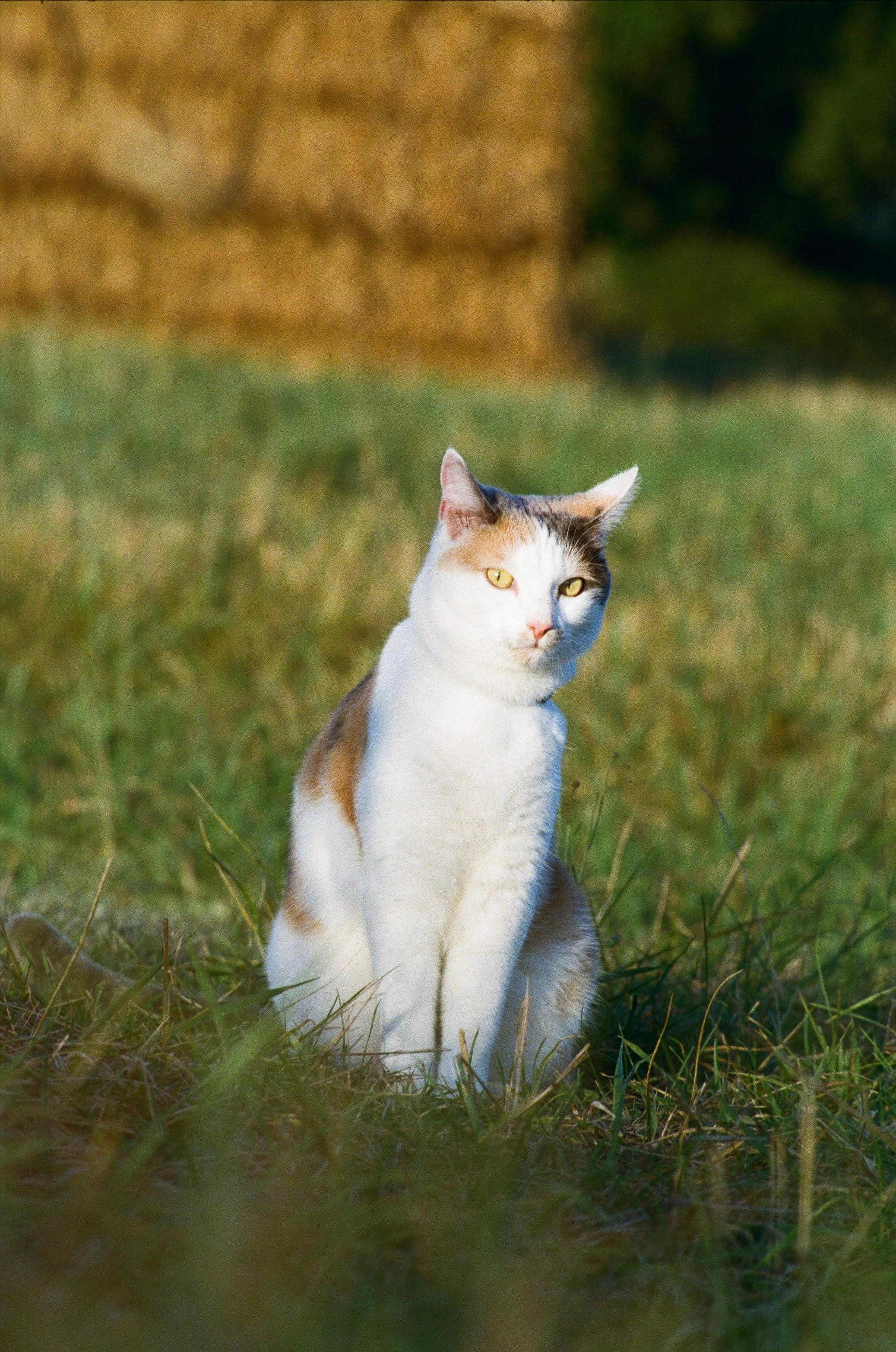 Nour - 6 Rue Giuseppe Verdi, Colmar