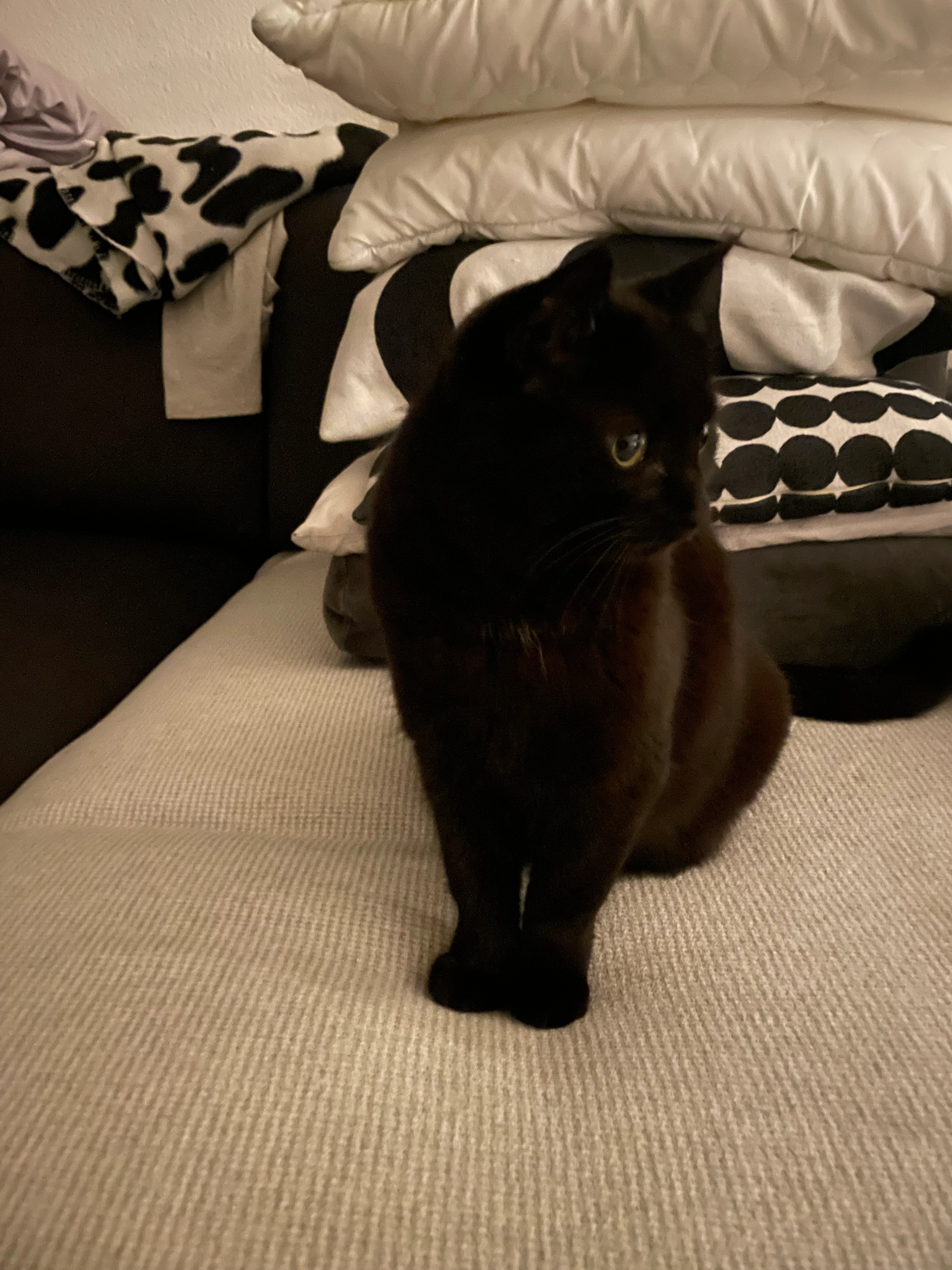 Kayla - Untere Wolfackerstrasse, Kreuzlingen