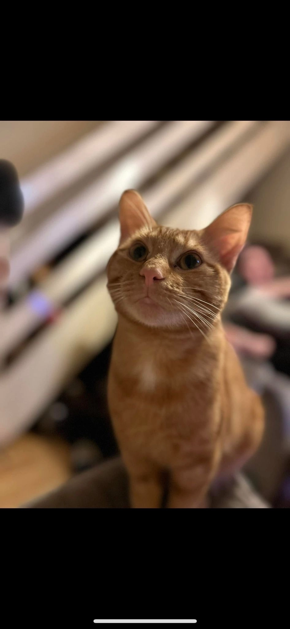 Garfield - Northey Road, Peterborough