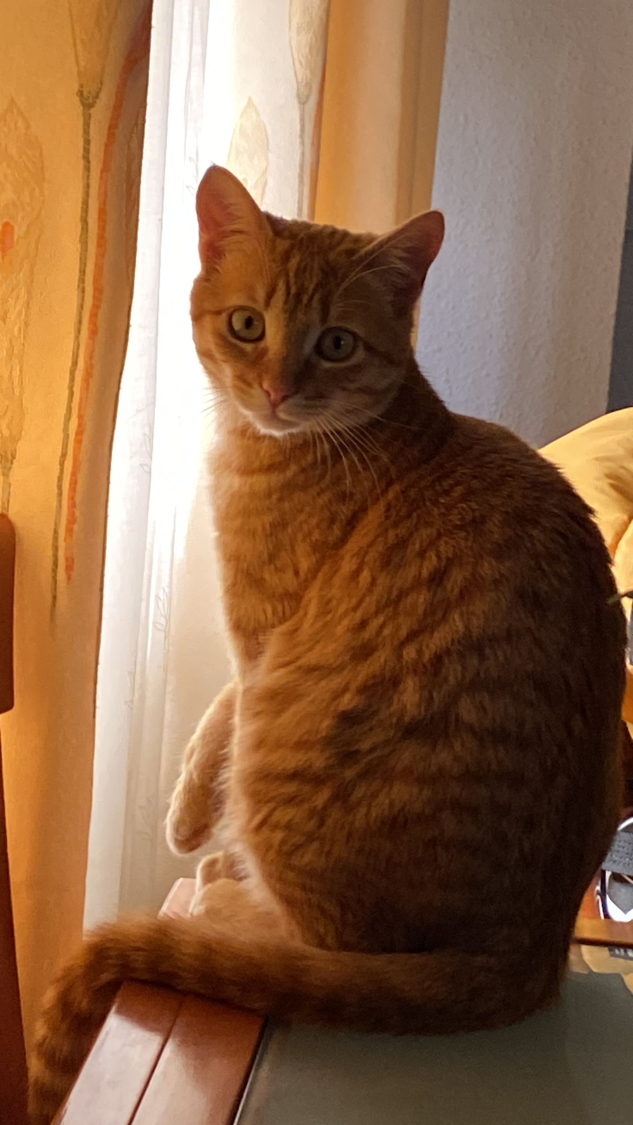 Cheeto - Calle Río Ebro 1, Yuncler