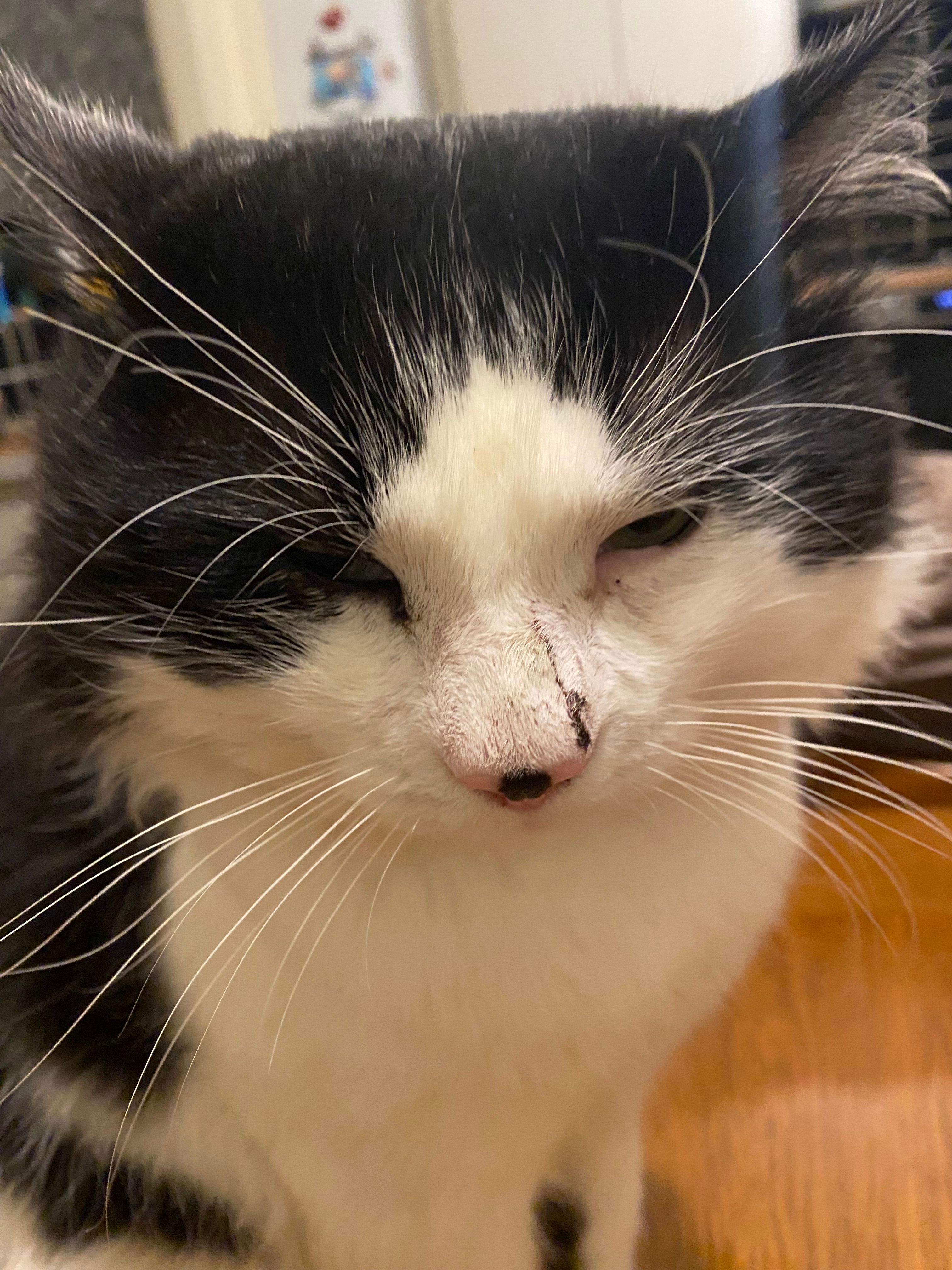 Frankie - Clos Y Gelli, Llanelli