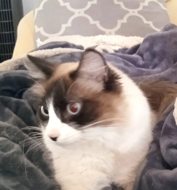 Milu - Ur Safareig L9-18, Llíria