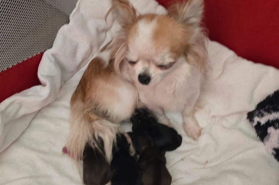 Lola - Beemdgras, Pijnacker