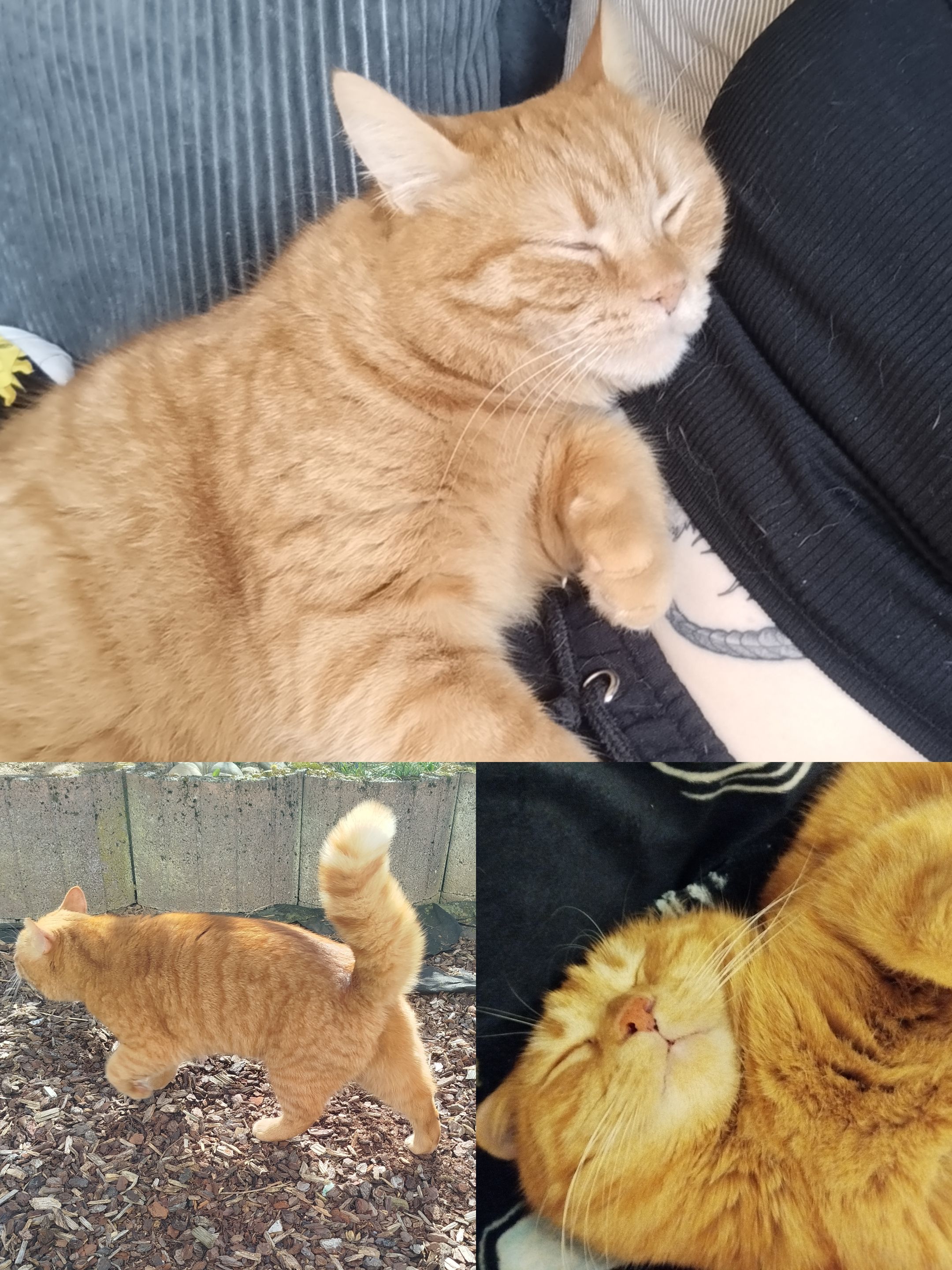 Hooki - Schubertweg, Groß-Umstadt