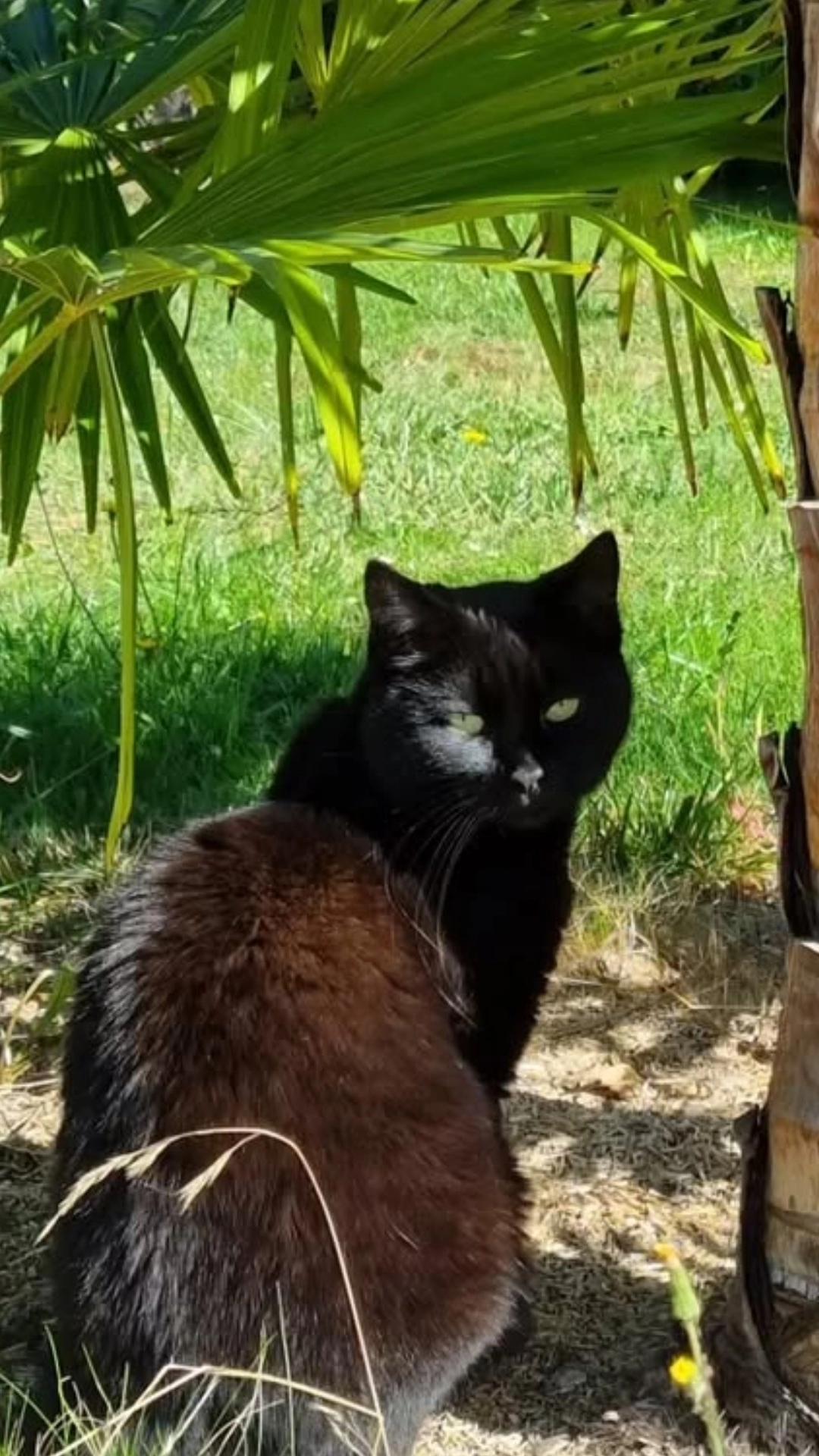 Nessa - Rue de Genève, Gex