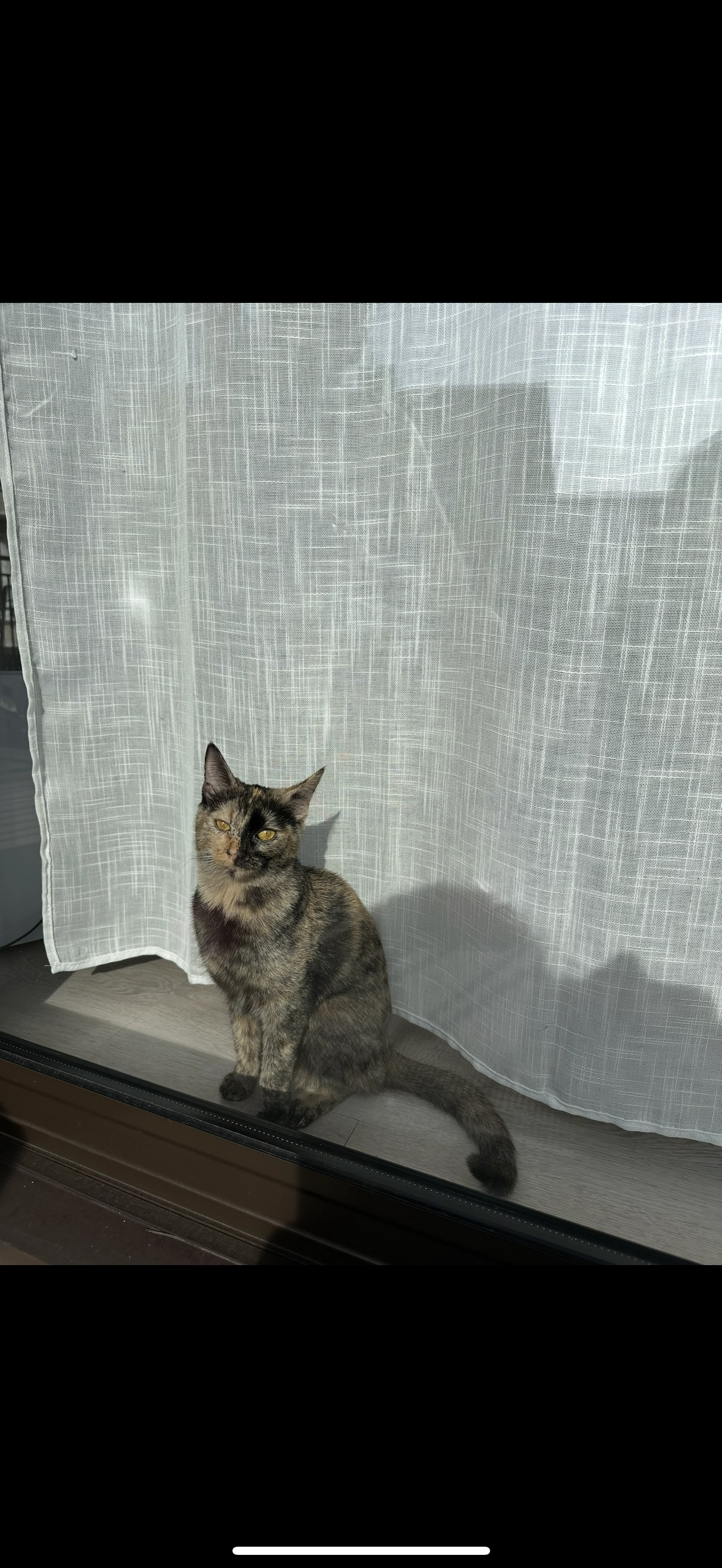 Mimine et pucé au nom de Luna - 318 Route de Chessin, Magland