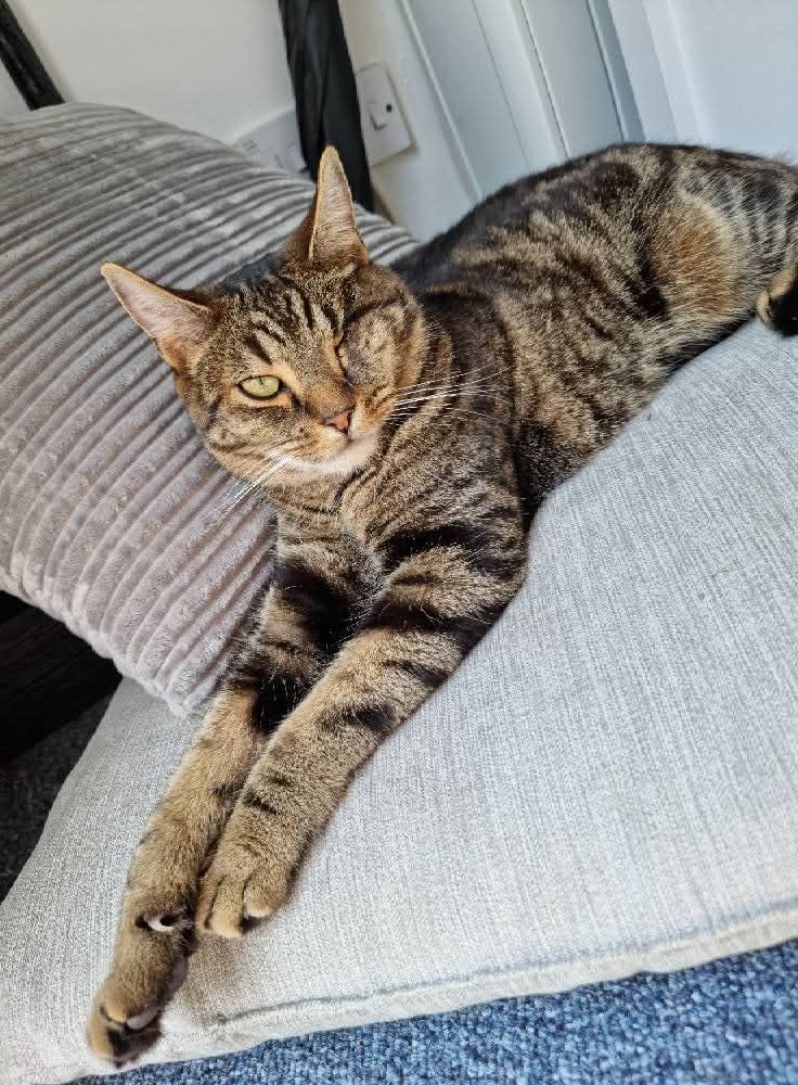 Sparky - St Peter's Gardens, Farnham