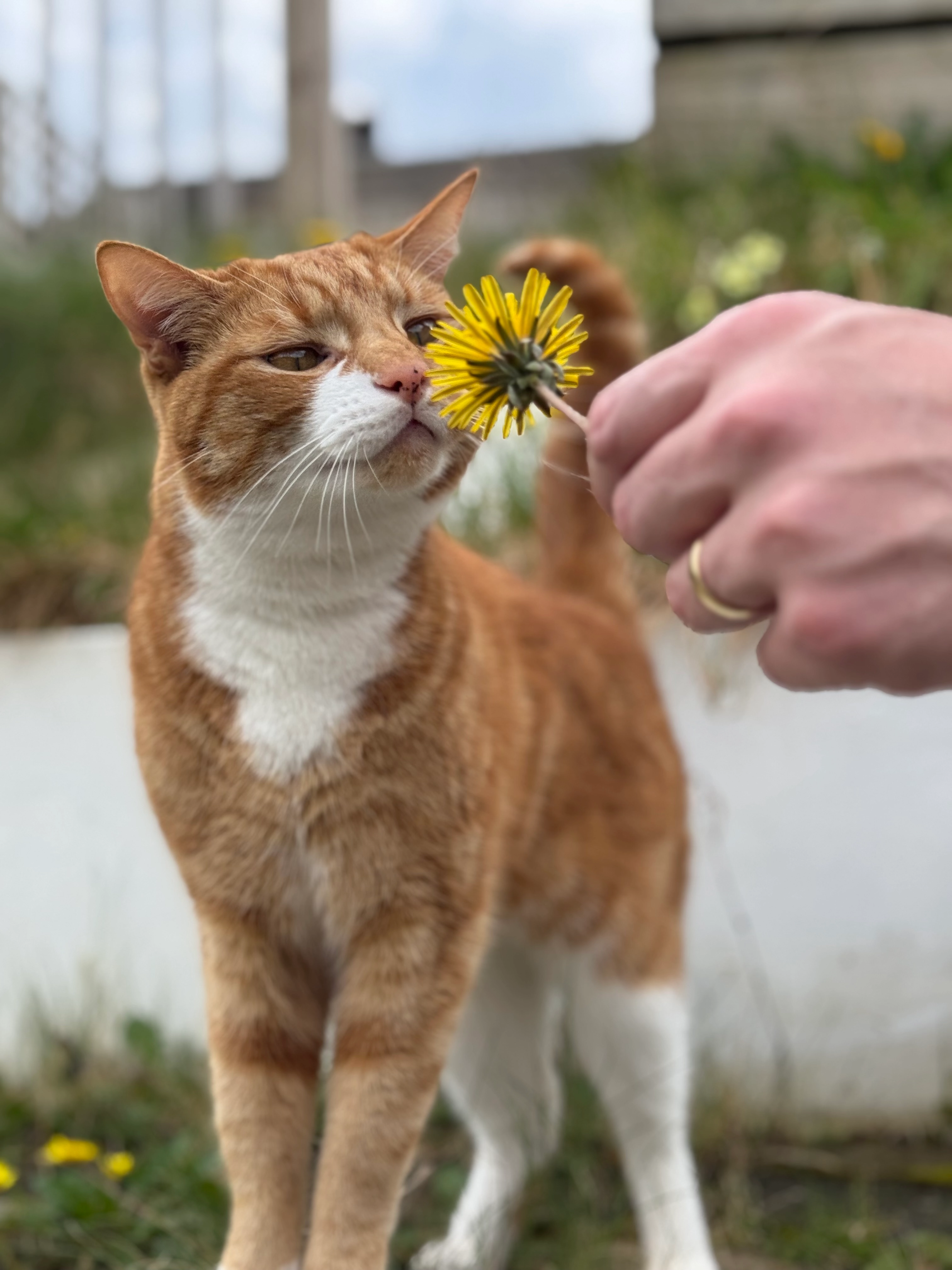 Chip - Dudley Road, Plymouth