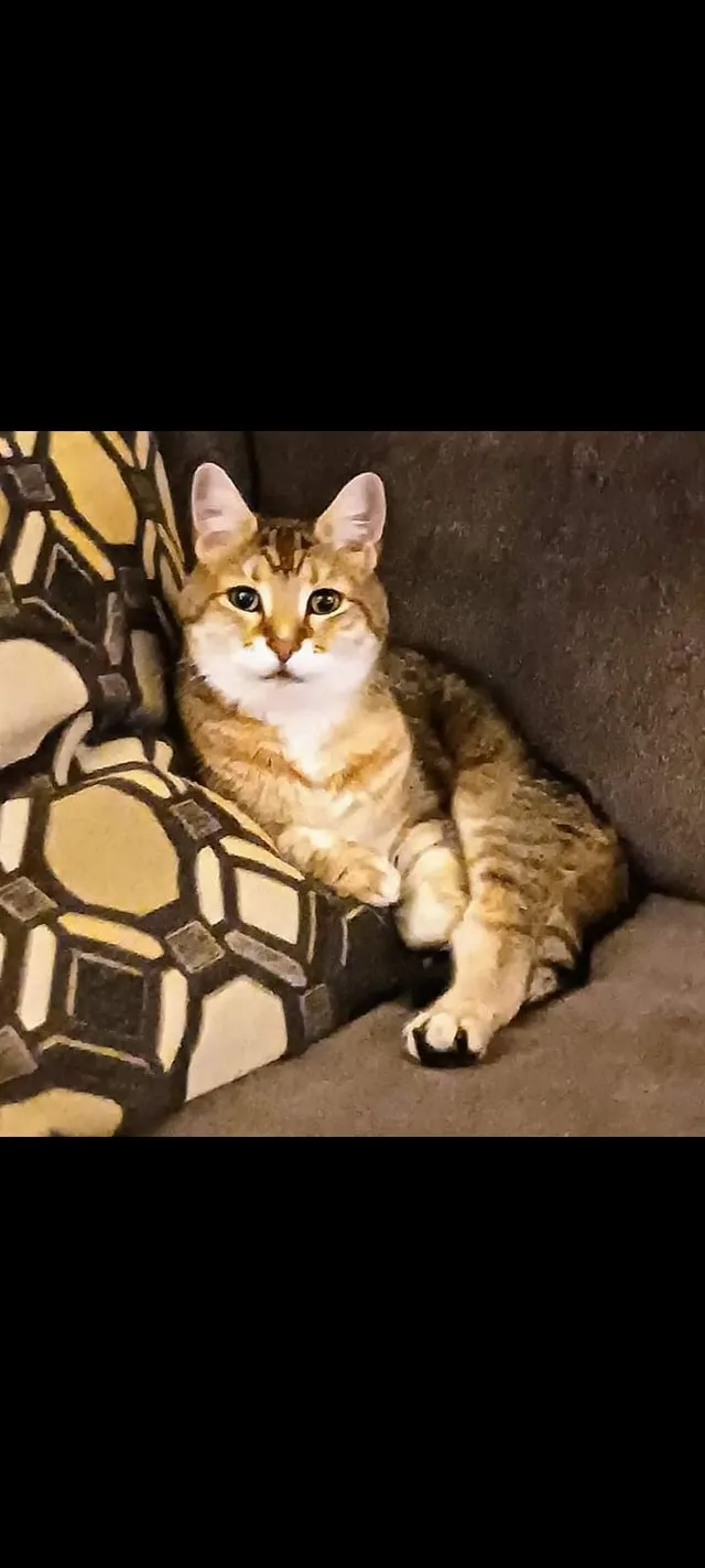 Nala - 9 Shenandoah Dr, Florence