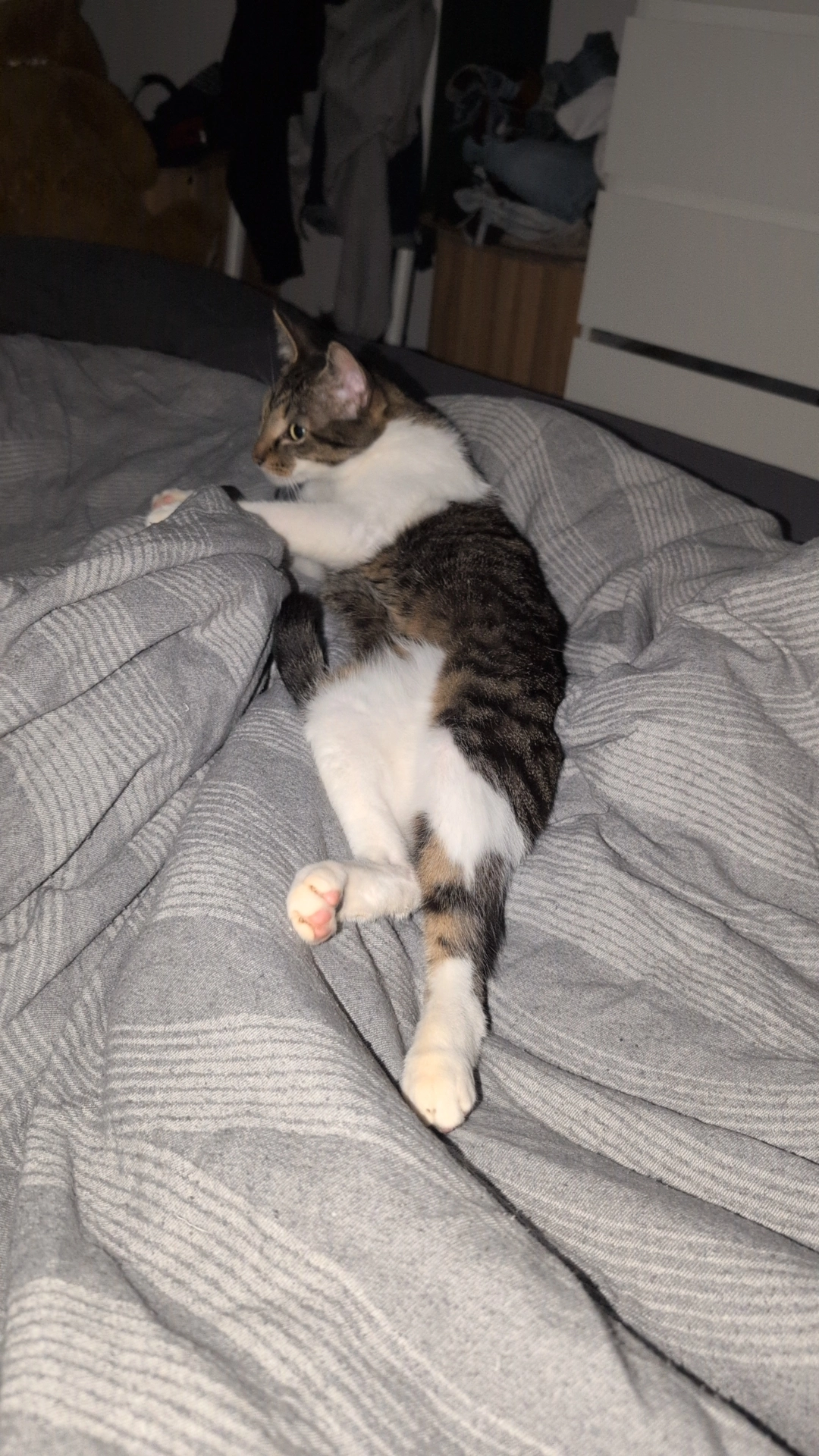 Nino - Carl-Maria-Von-Weber-Weg, Geretsried