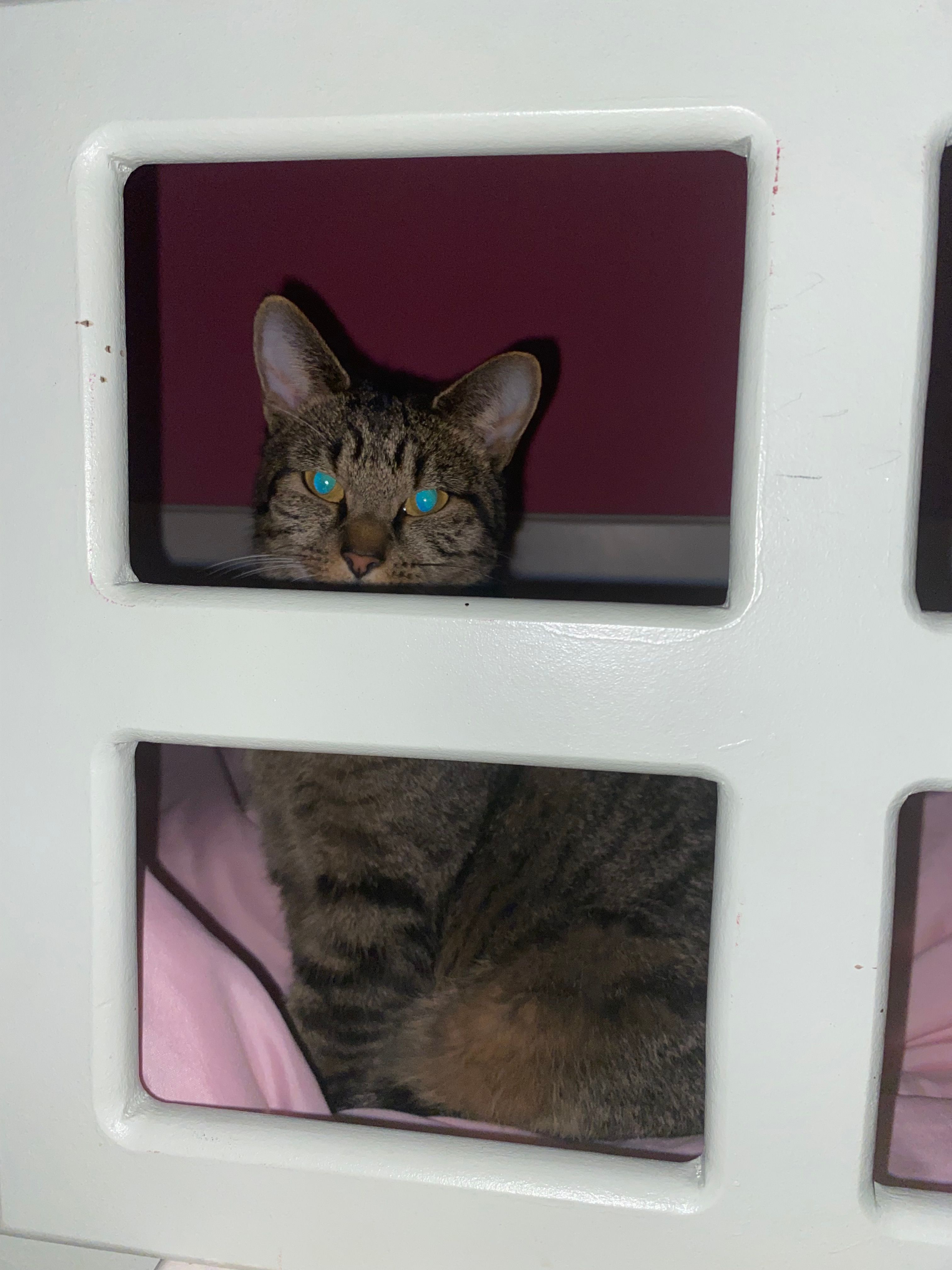 Tabby - Fir Tree Lane, Grantham