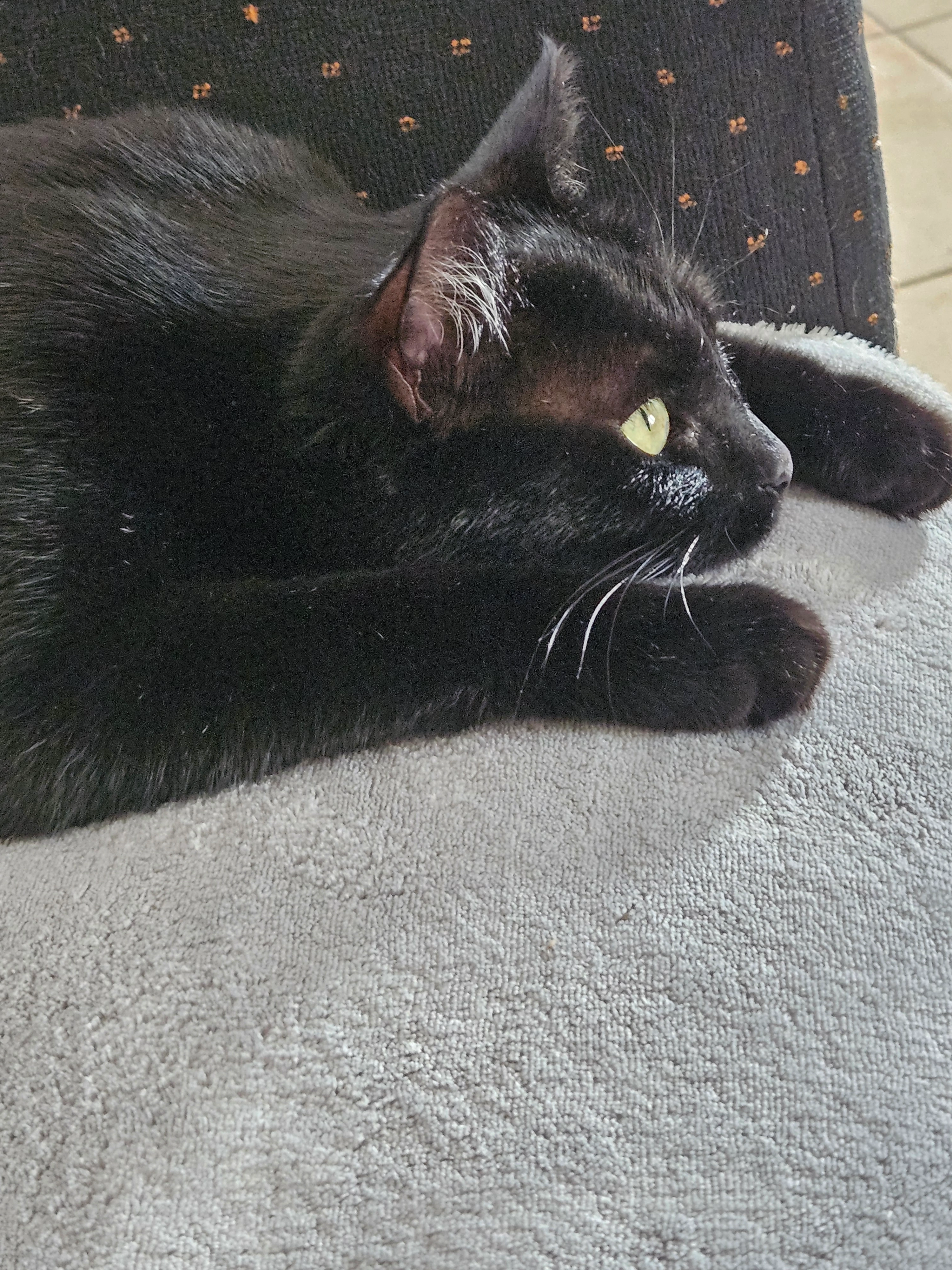 Poupette - 102 Rue Hubert Person, Ronquerolles