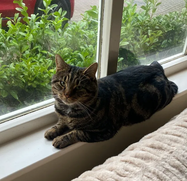 Coco - Bridgenorth Drive, Milton Keynes