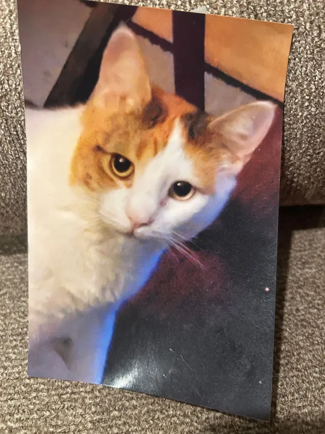 Skylar - Gregory Avenue, Gwynn Oak