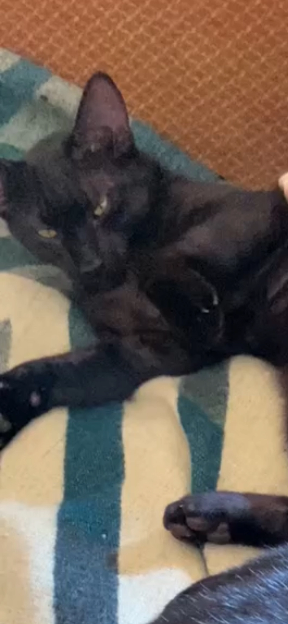 Lupin - Le Tuquet, Payzac