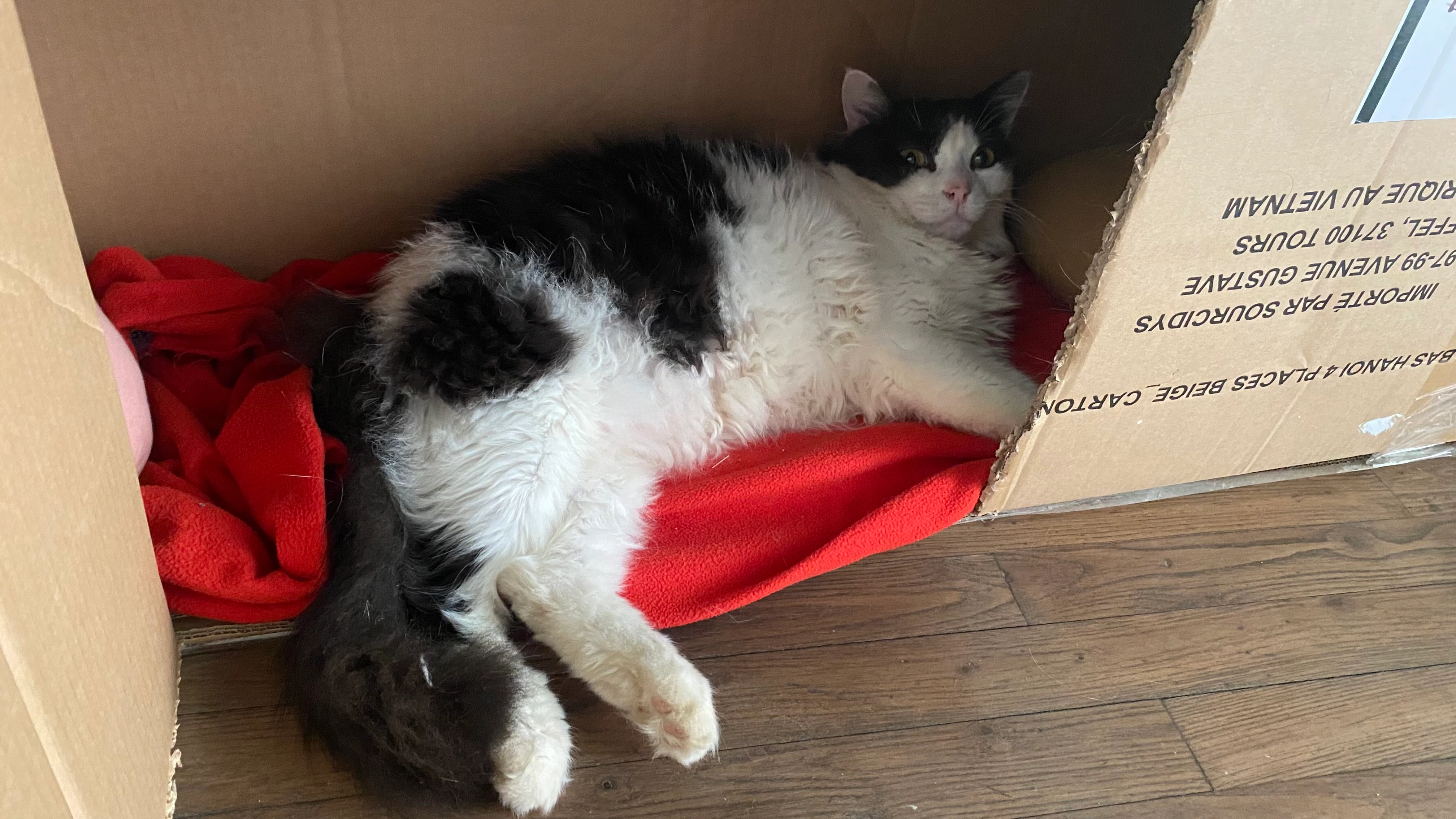 Patoche - Rue Blaise Pascal, Rennes