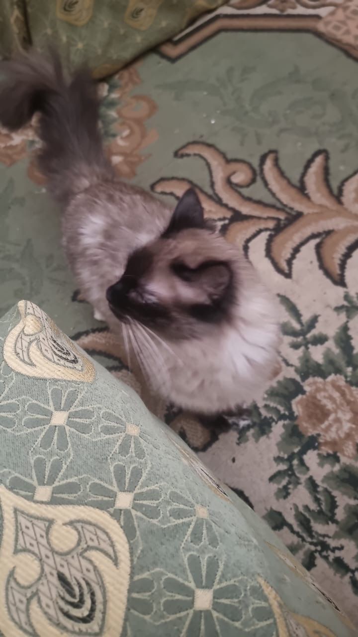 Tuta - 40, Marrakesh