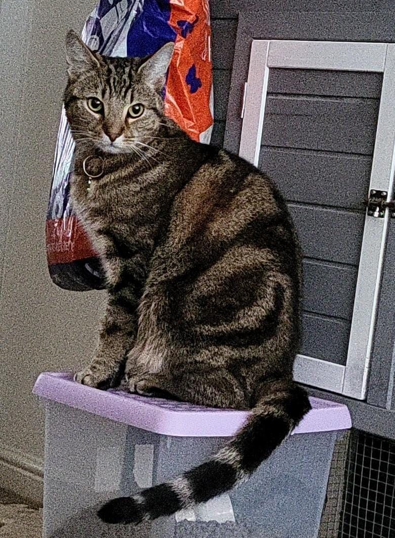 Mijao - Tristram Avenue, Darlington