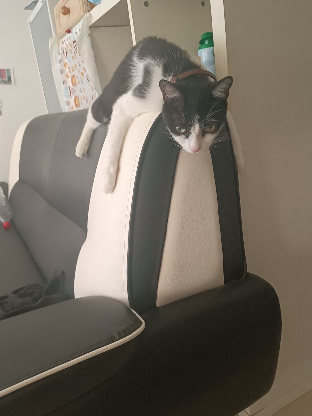 Petit minou - Impasse des Merlets, Saze