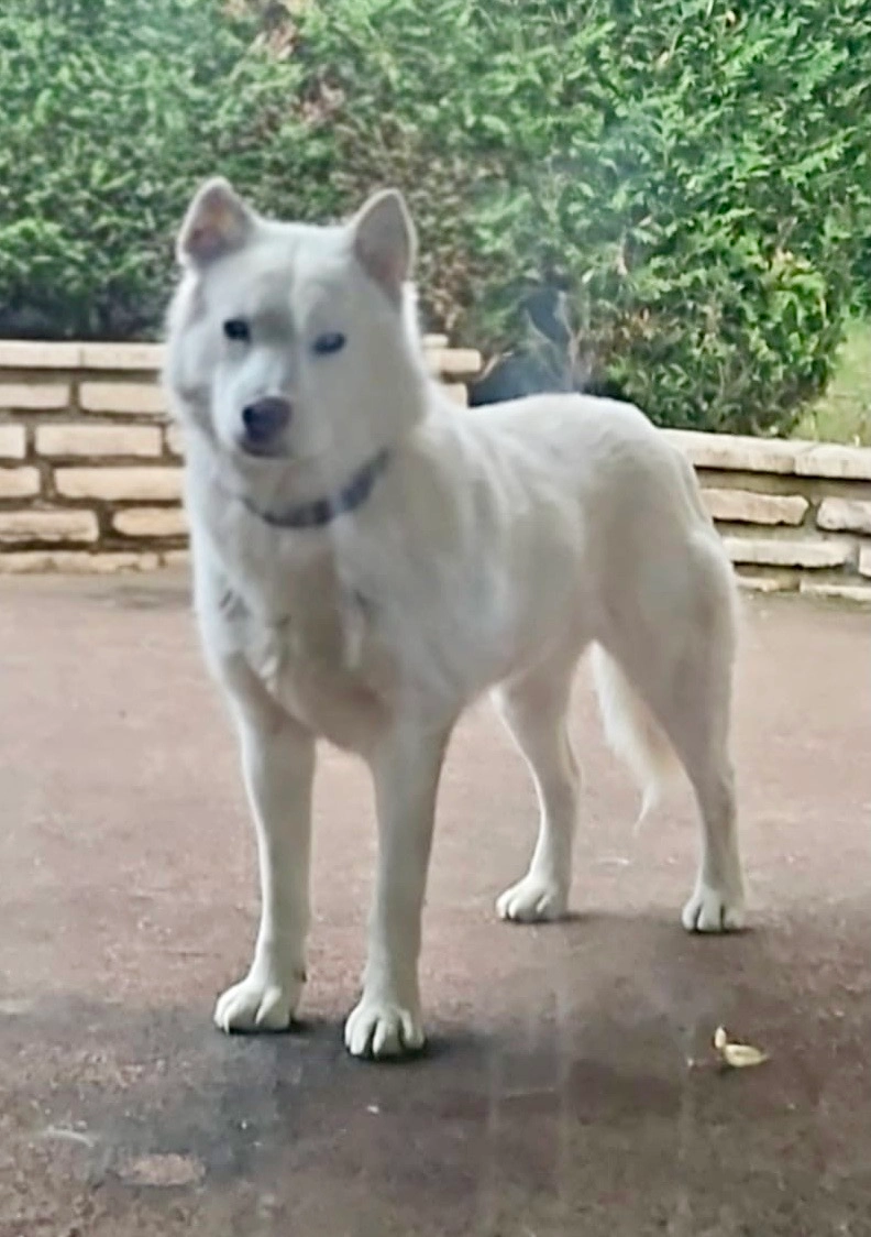 Twinnie - Allée Jean-Honoré Fragonard, Évreux